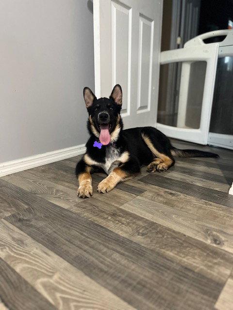 Enlarge Kai, a Adopted Shepherd in St. Louis, MO image 1/3