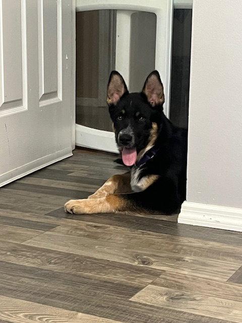 Enlarge Kai, a Adopted Shepherd in St. Louis, MO image 2/3