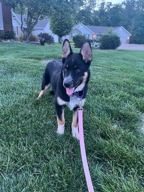 Enlarge Kai, a Adopted Shepherd in St. Louis, MO image 3/3