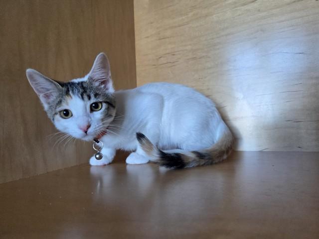 POWPOW POWDER, Adoptable, Kitten Female Domestic Short Hair.