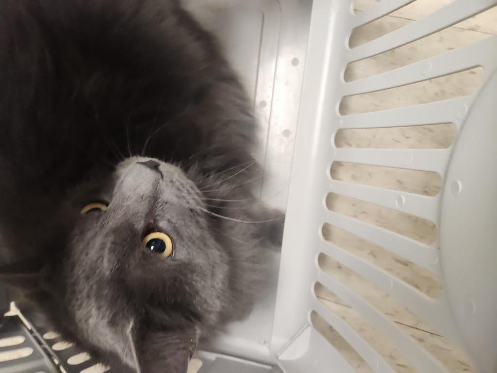 Shadow, Adoptable, Adult Male Domestic Medium Hair.