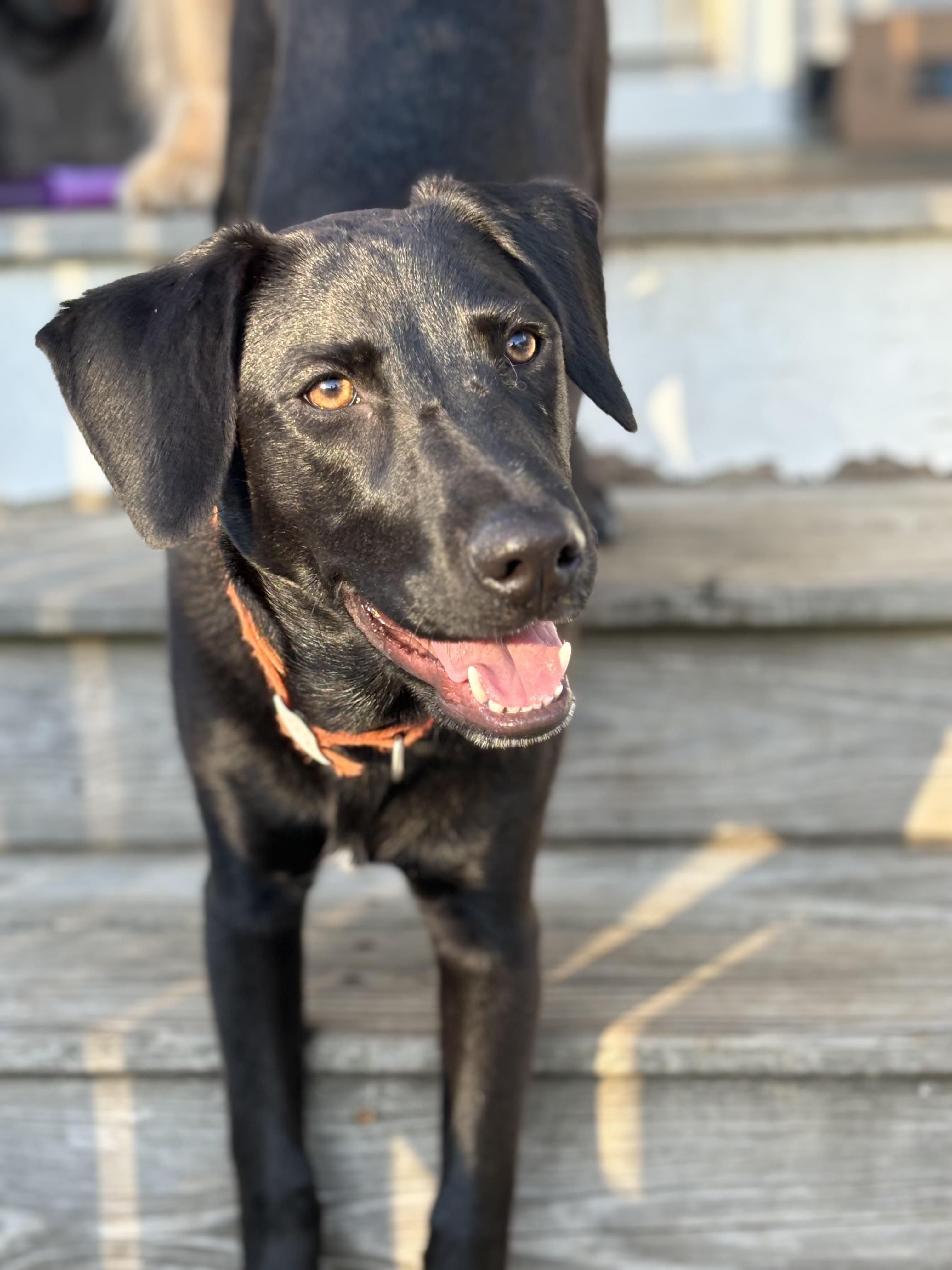 Henry - adopted, a Adoptable mixed breed in Johnston , RI image 4/6