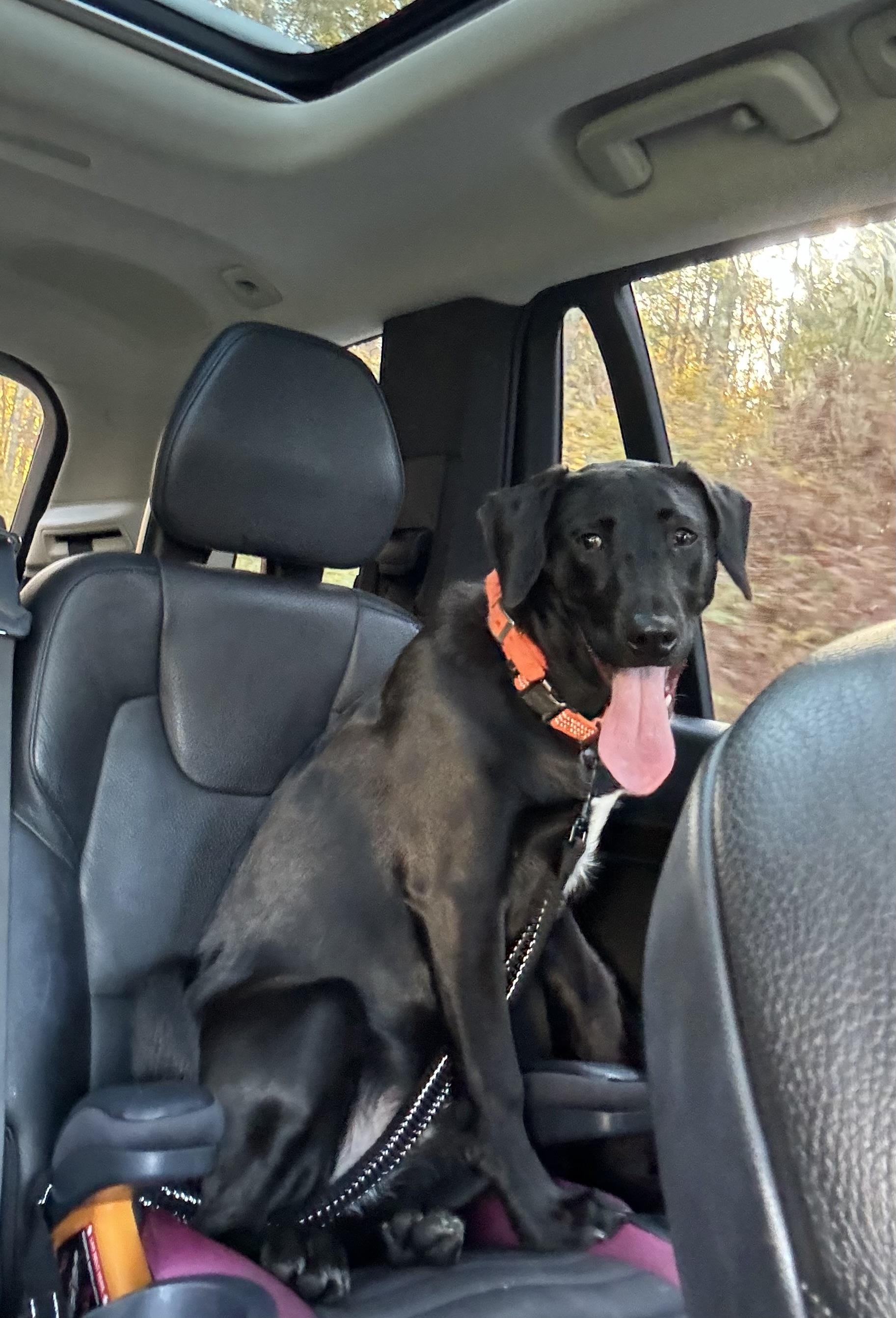 Henry - adopted, a Adoptable mixed breed in Johnston , RI image 5/6