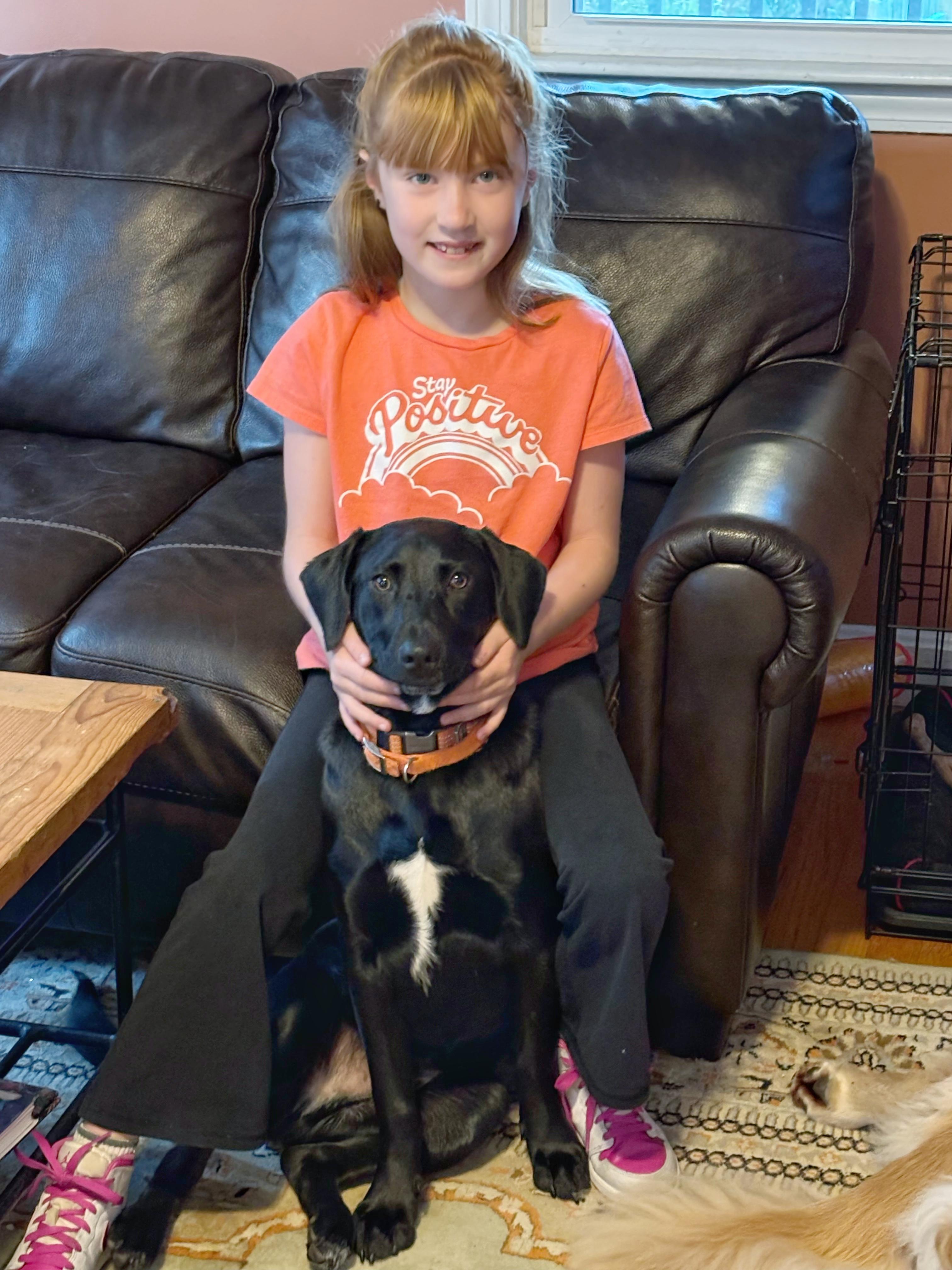 Henry - adopted, Adoptable, Puppy Male Labrador Retriever & Shepherd.