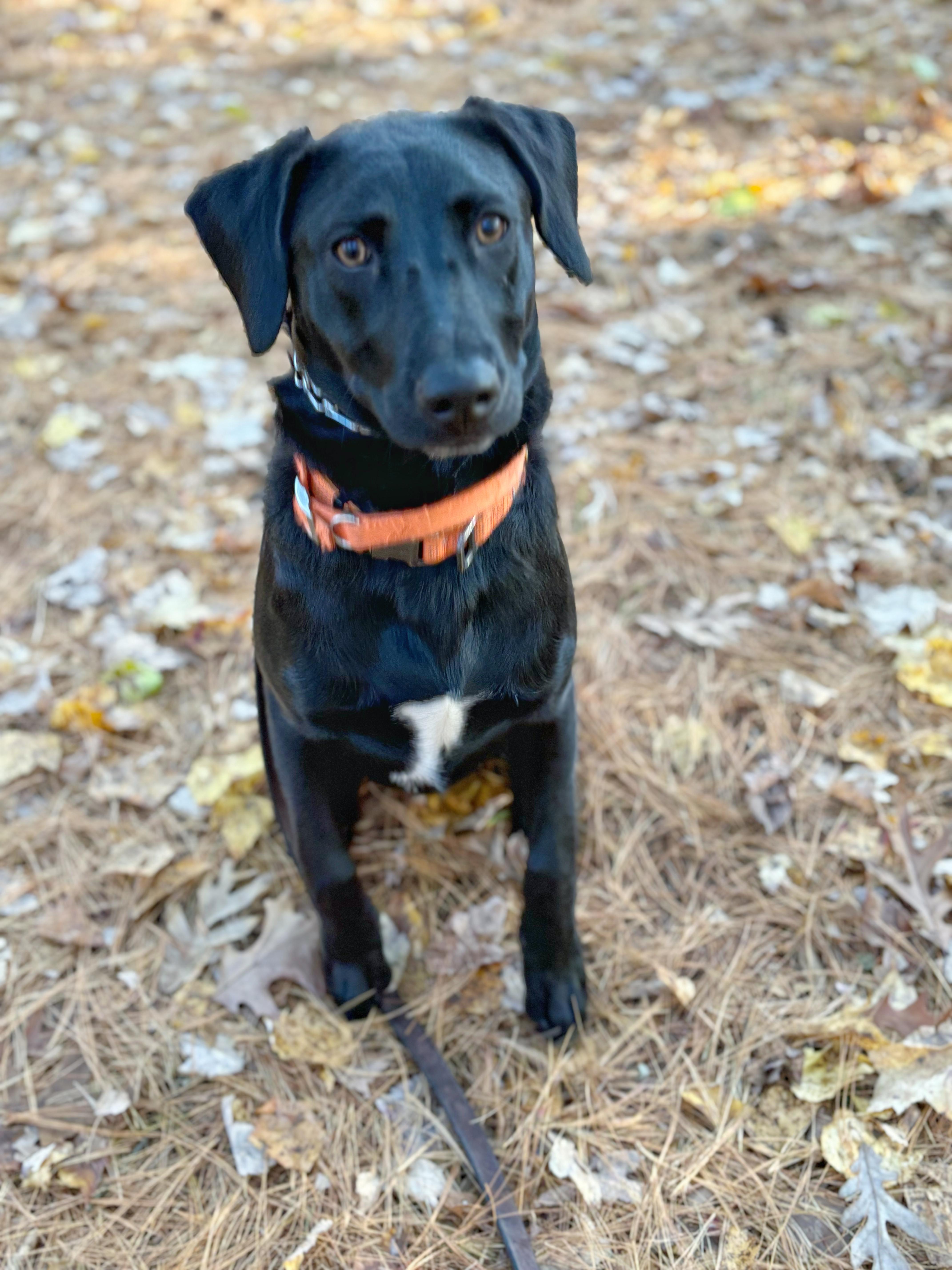 Henry - adopted, a Adoptable mixed breed in Johnston , RI image 6/6