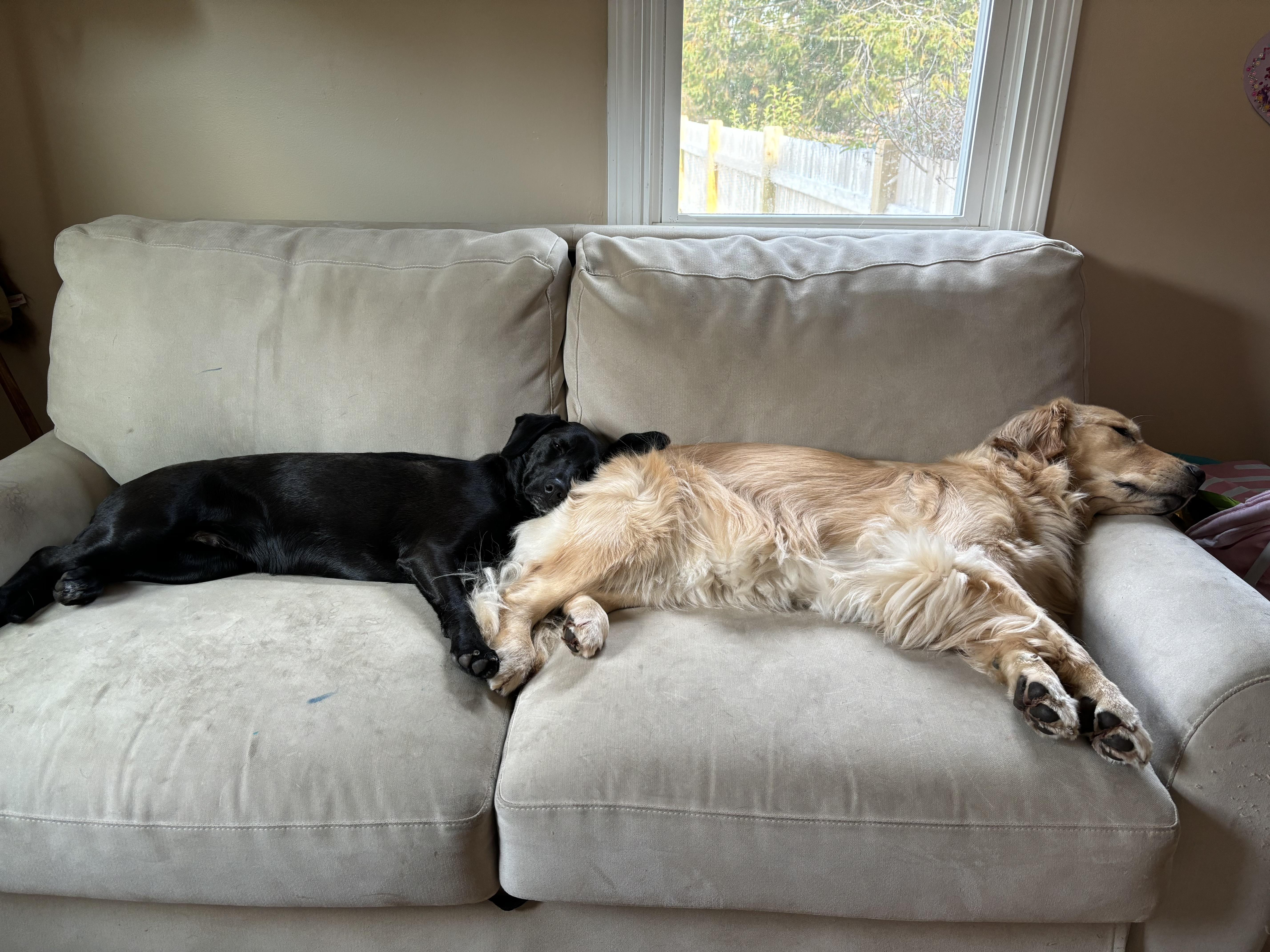 Henry - adopted, a Adoptable mixed breed in Johnston , RI image 3/6