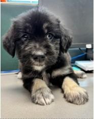 Enlarge Zoey, a Adopted mixed breed in West Bloomfield, MI image 1/1