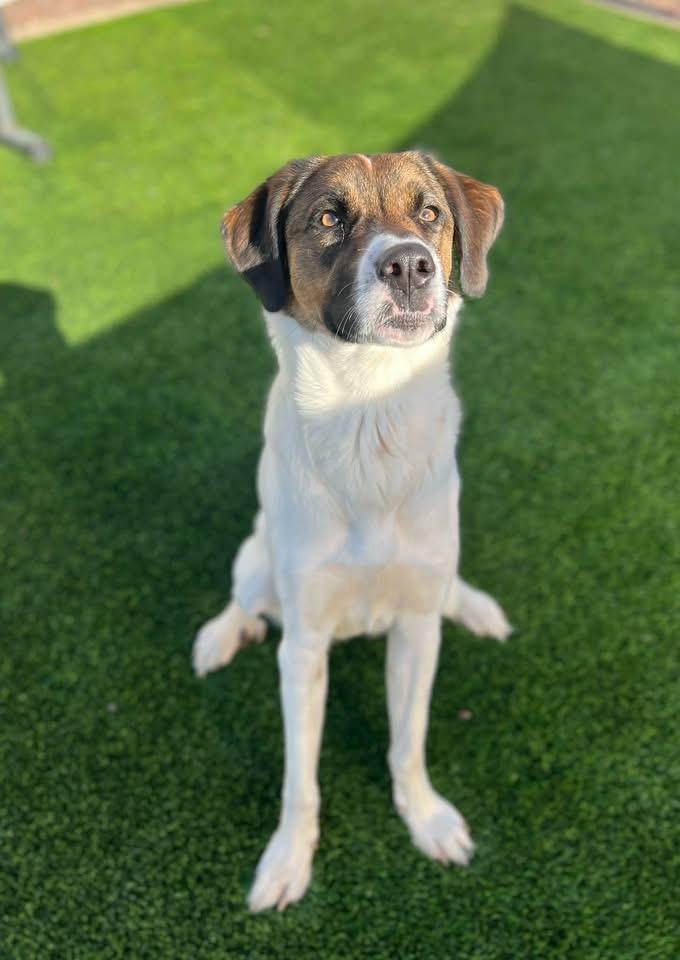 Enlarge Maggie, a Adoptable mixed breed in Washington, UT image 2/2