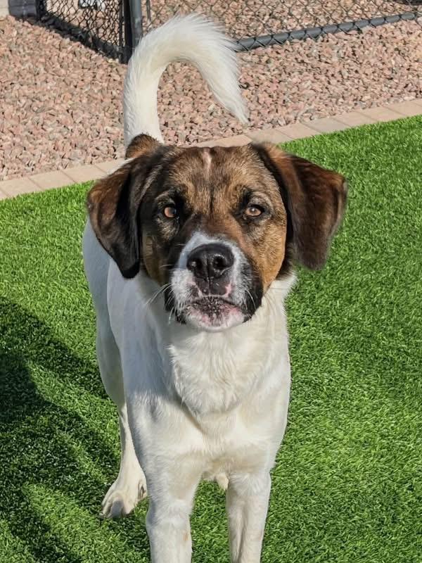 Maggie, Adoptable, Young Female Great Pyrenees.