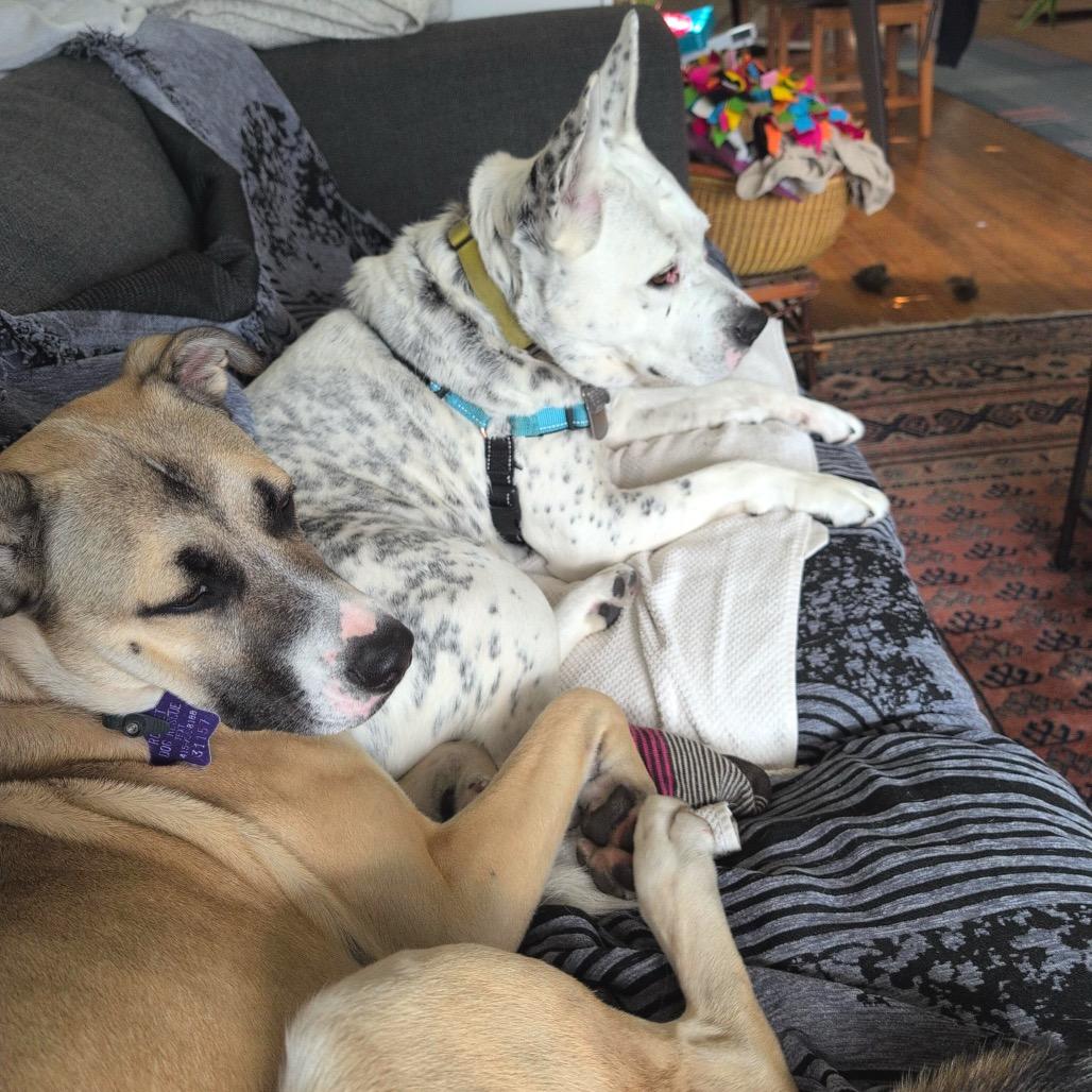 Payton, Adoptable, Adult Male Mixed Breed.