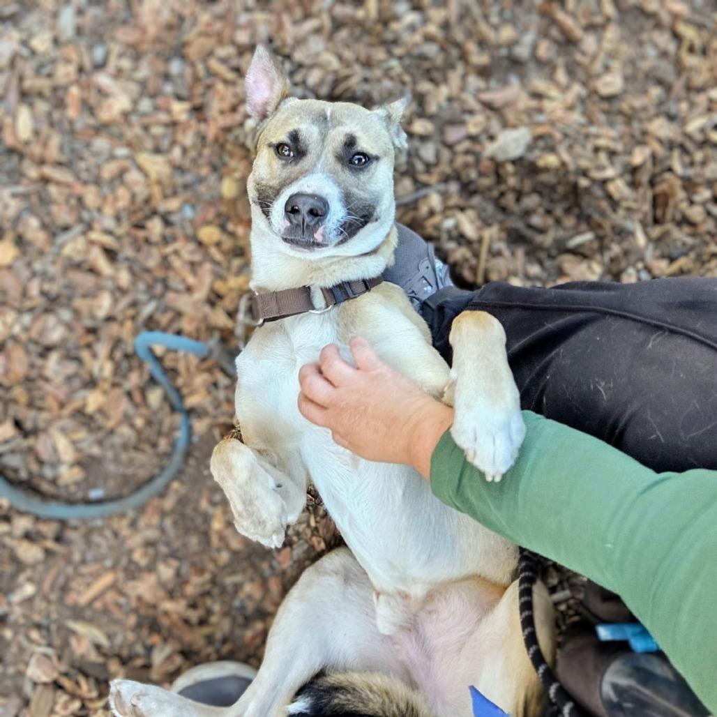 Enlarge Payton, a Adoptable Mixed Breed in San Francisco, CA image 1/5