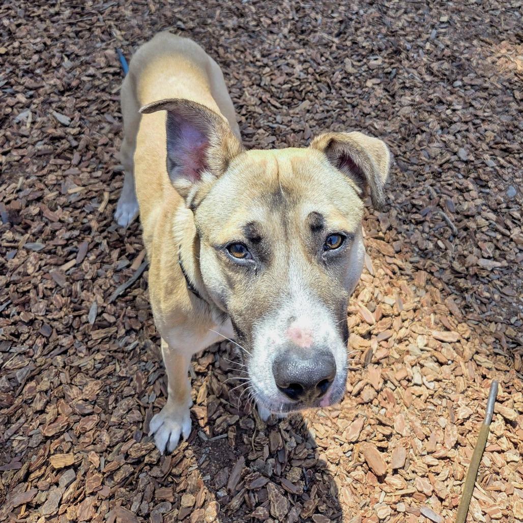 Enlarge Payton, a Adoptable Mixed Breed in San Francisco, CA image 2/5