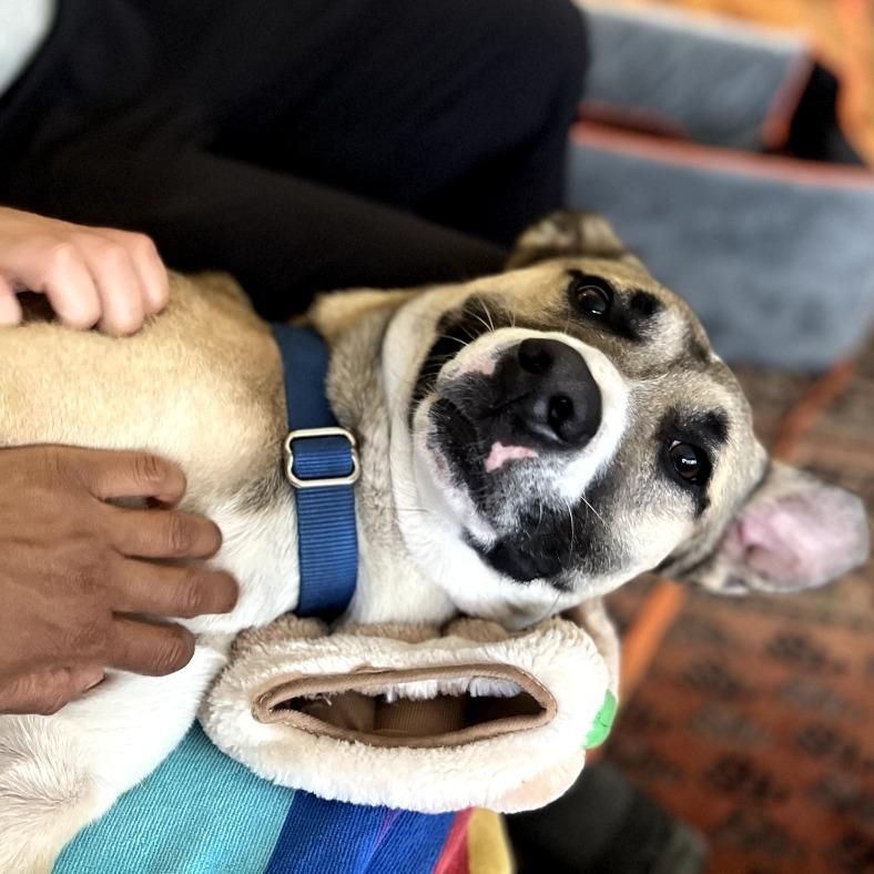 Enlarge Payton, a Adoptable Mixed Breed in San Francisco, CA image 3/5