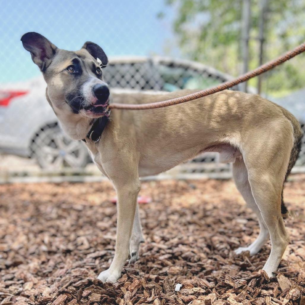 Enlarge Payton, a Adoptable Mixed Breed in San Francisco, CA image 4/5