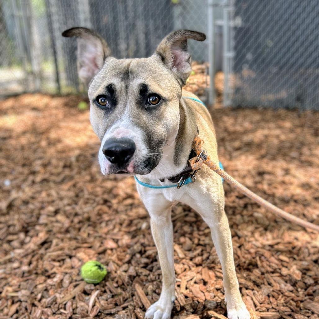 Enlarge Payton, a Adoptable Mixed Breed in San Francisco, CA image 5/5