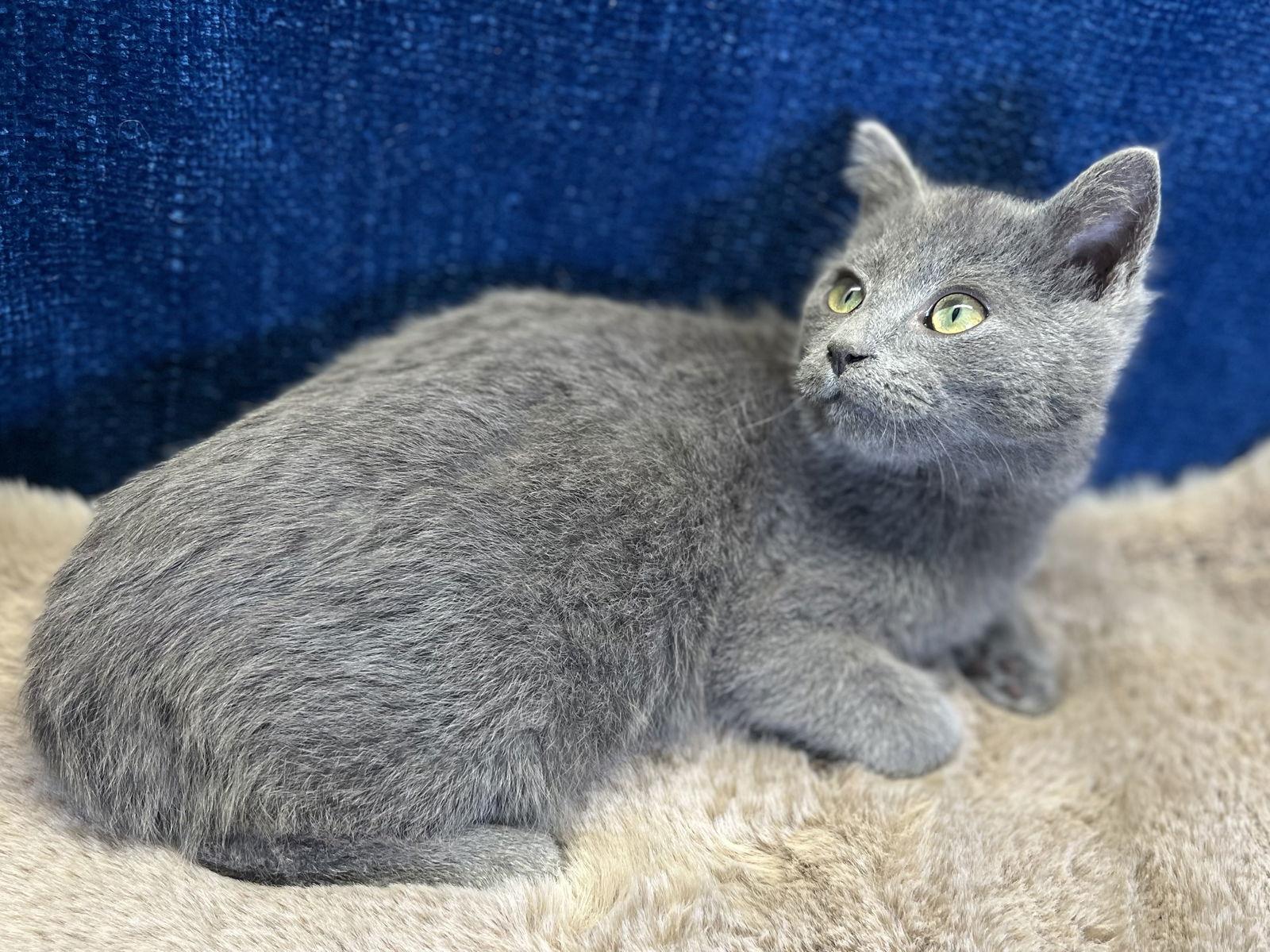 Mike - SEE ME AT PETCO!, Adoptable, Kitten Male Domestic Short Hair & Russian Blue.