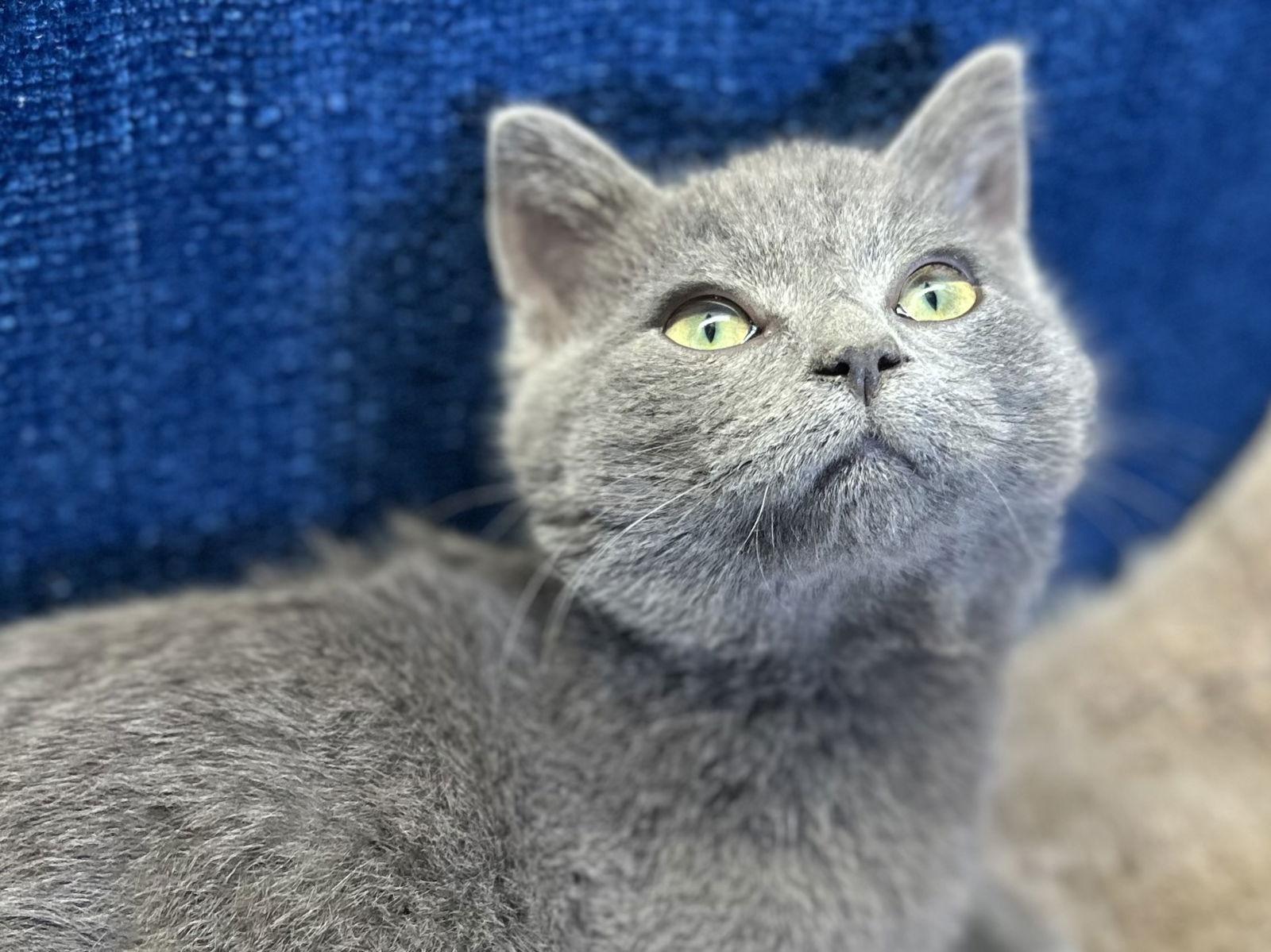 Enlarge Mike - SEE ME AT PETCO!, a Adoptable mixed breed in Cookeville, TN image 3/3