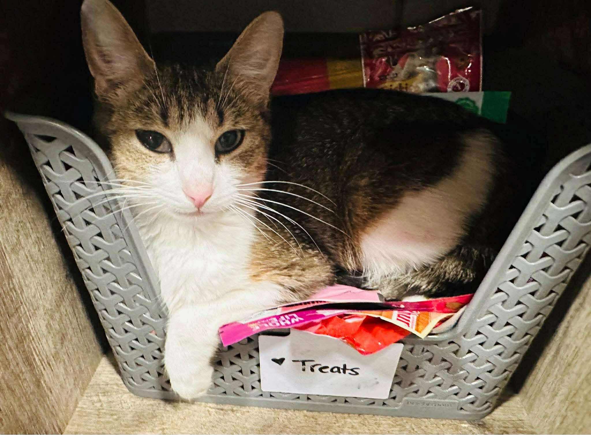 Talara, an adoptable Domestic Short Hair in Brooks, ME, 04921 | Photo Image 1