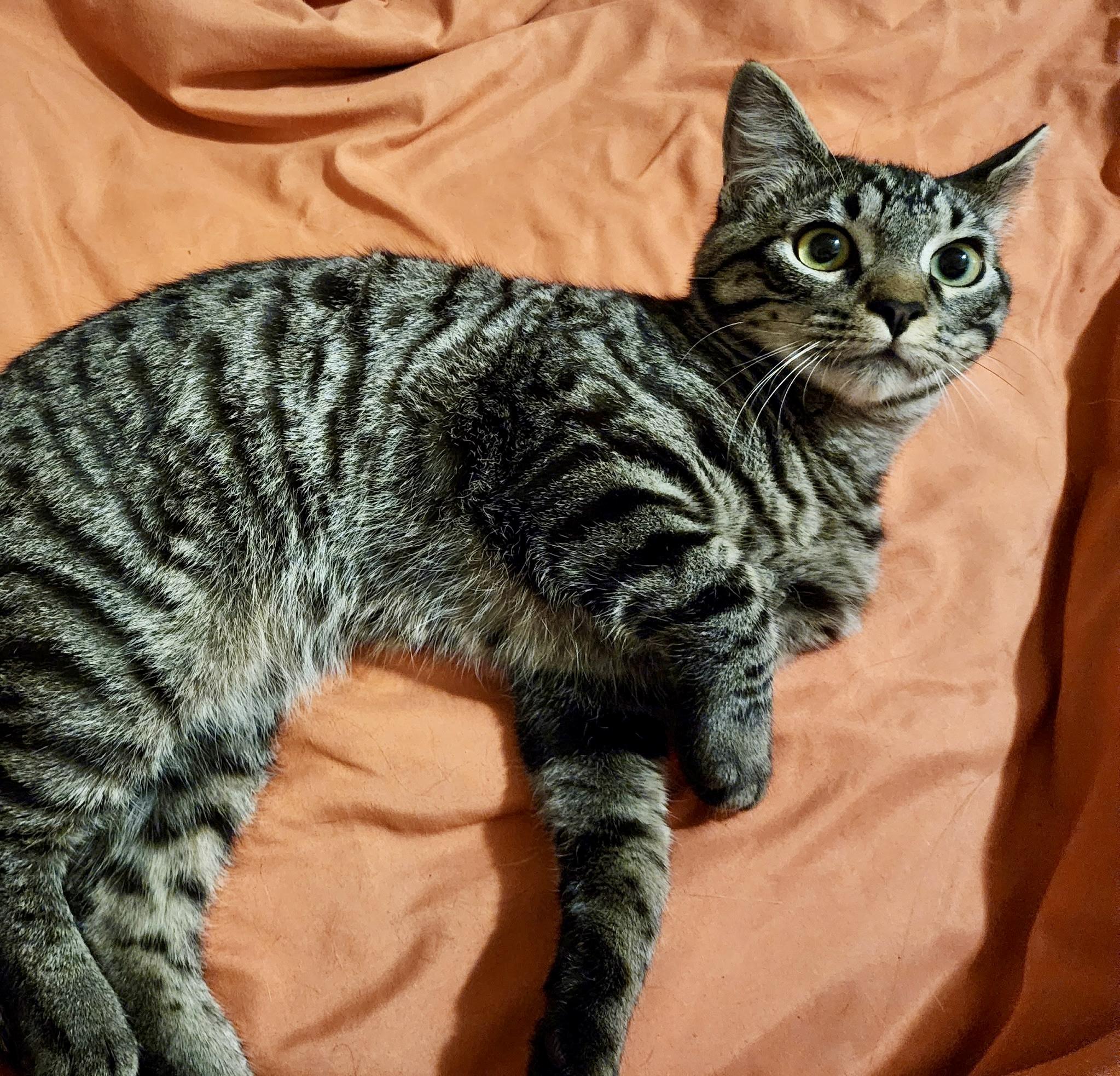 Enlarge Cosmo, a ADOPTABLE Tabby in Tallahassee, FL image 5/6