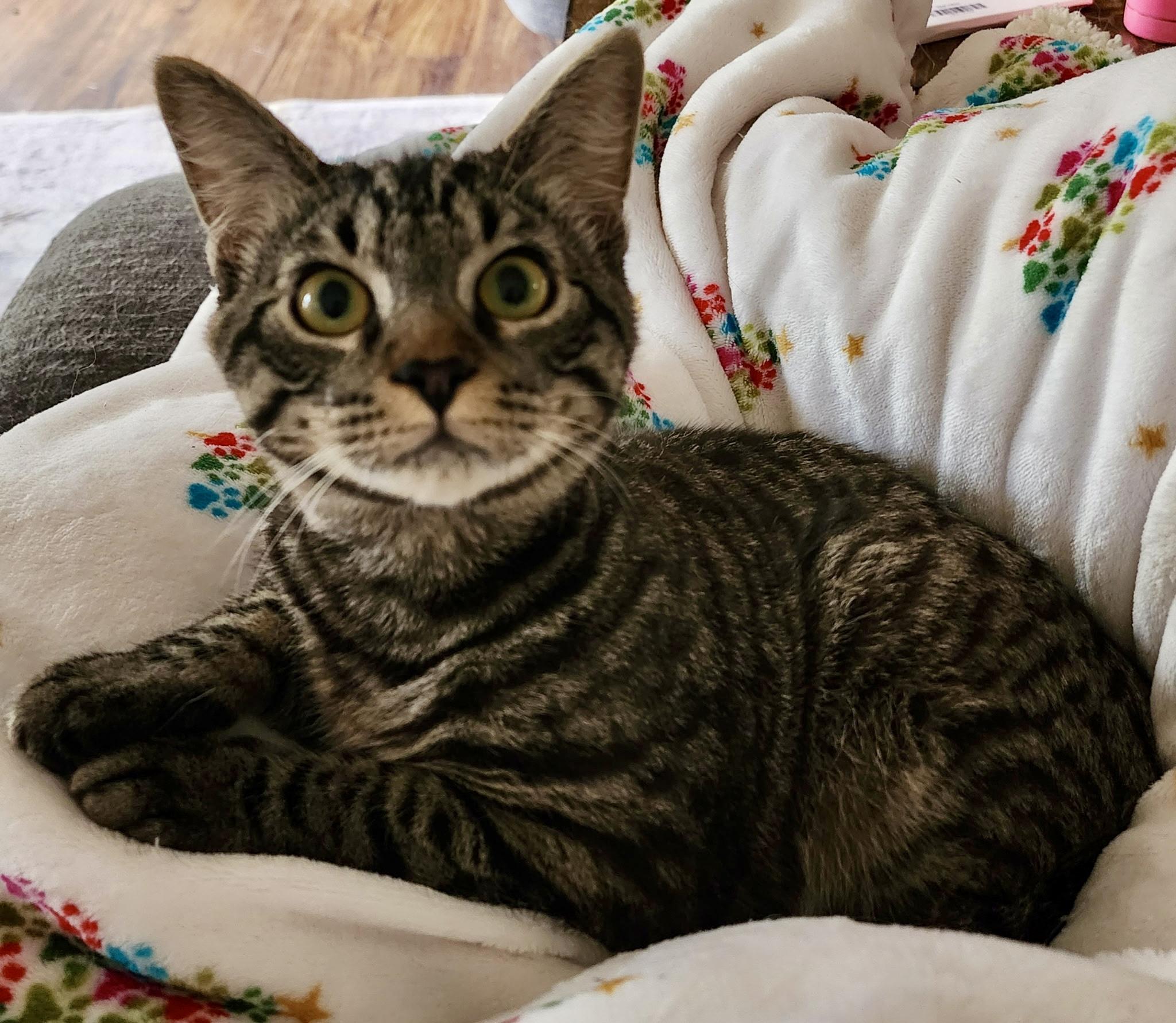 Enlarge Cosmo, a ADOPTABLE Tabby in Tallahassee, FL image 6/6