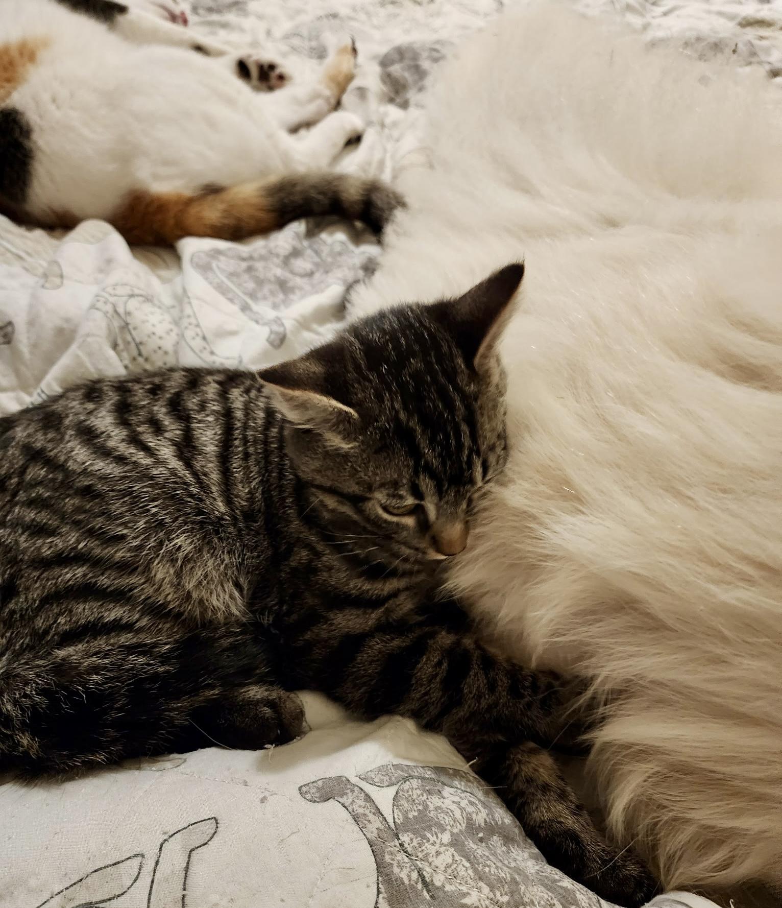 Enlarge Cosmo, a ADOPTABLE Tabby in Tallahassee, FL image 4/6