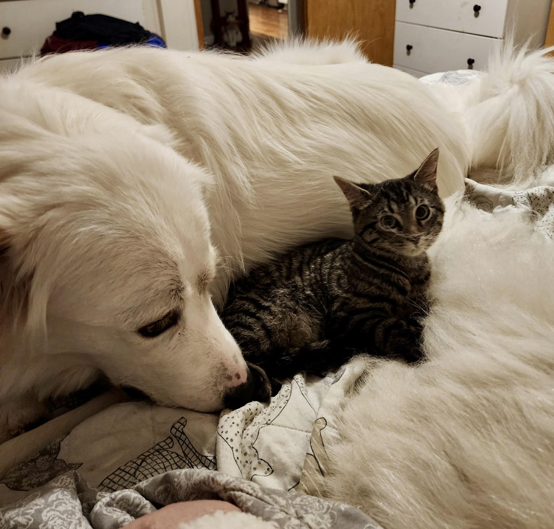 Enlarge Cosmo, a ADOPTABLE Tabby in Tallahassee, FL image 6/6