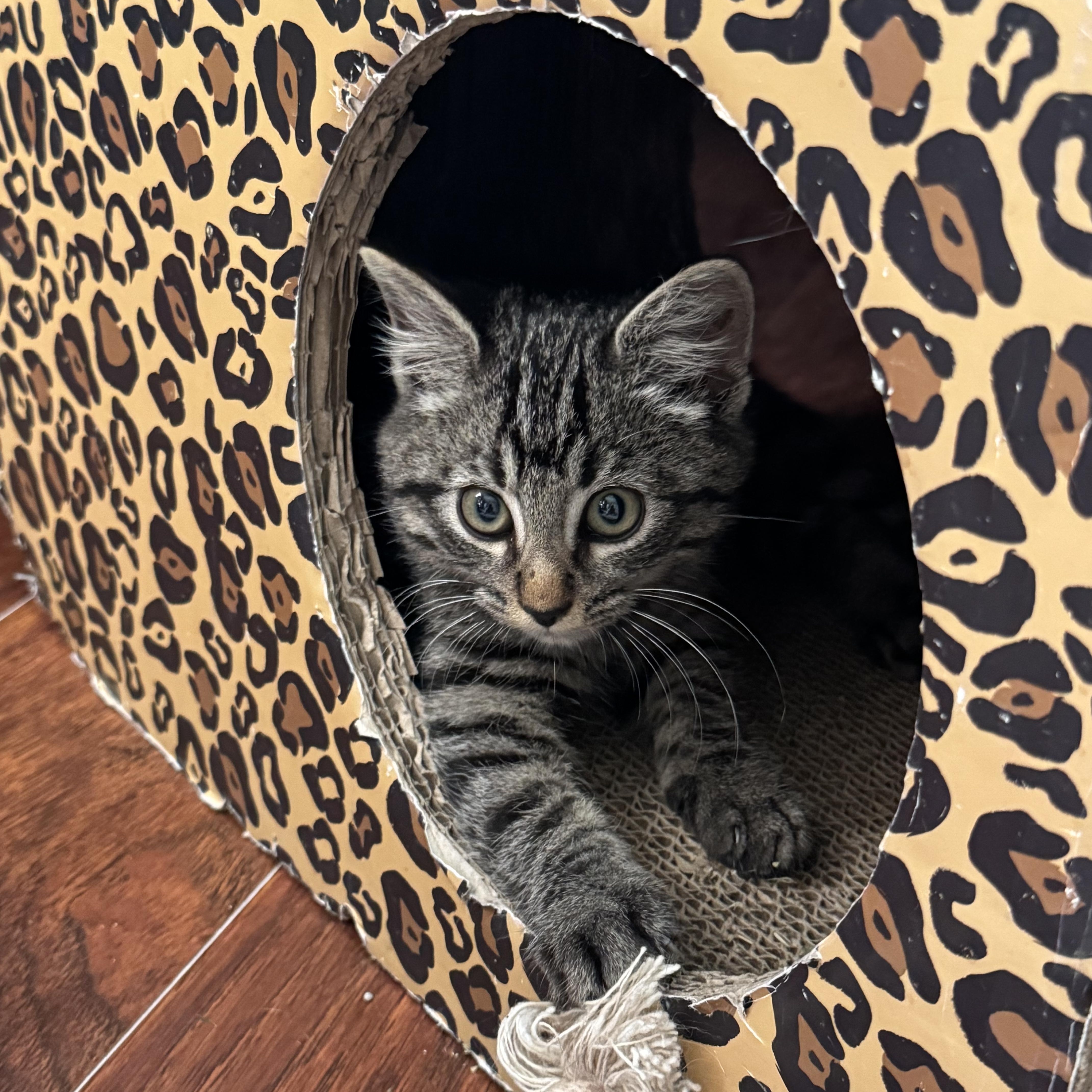 Enlarge Cosmo, a ADOPTABLE Tabby in Tallahassee, FL image 2/6