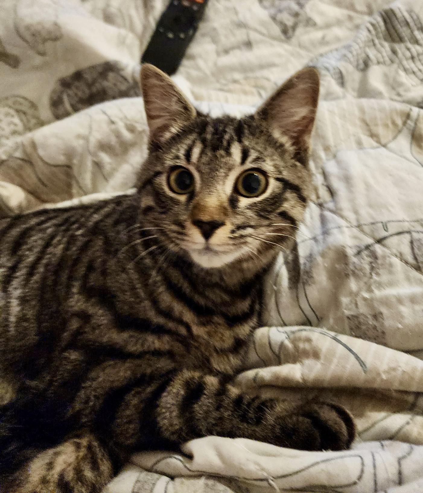 Enlarge Cosmo, a ADOPTABLE Tabby in Tallahassee, FL image 5/6