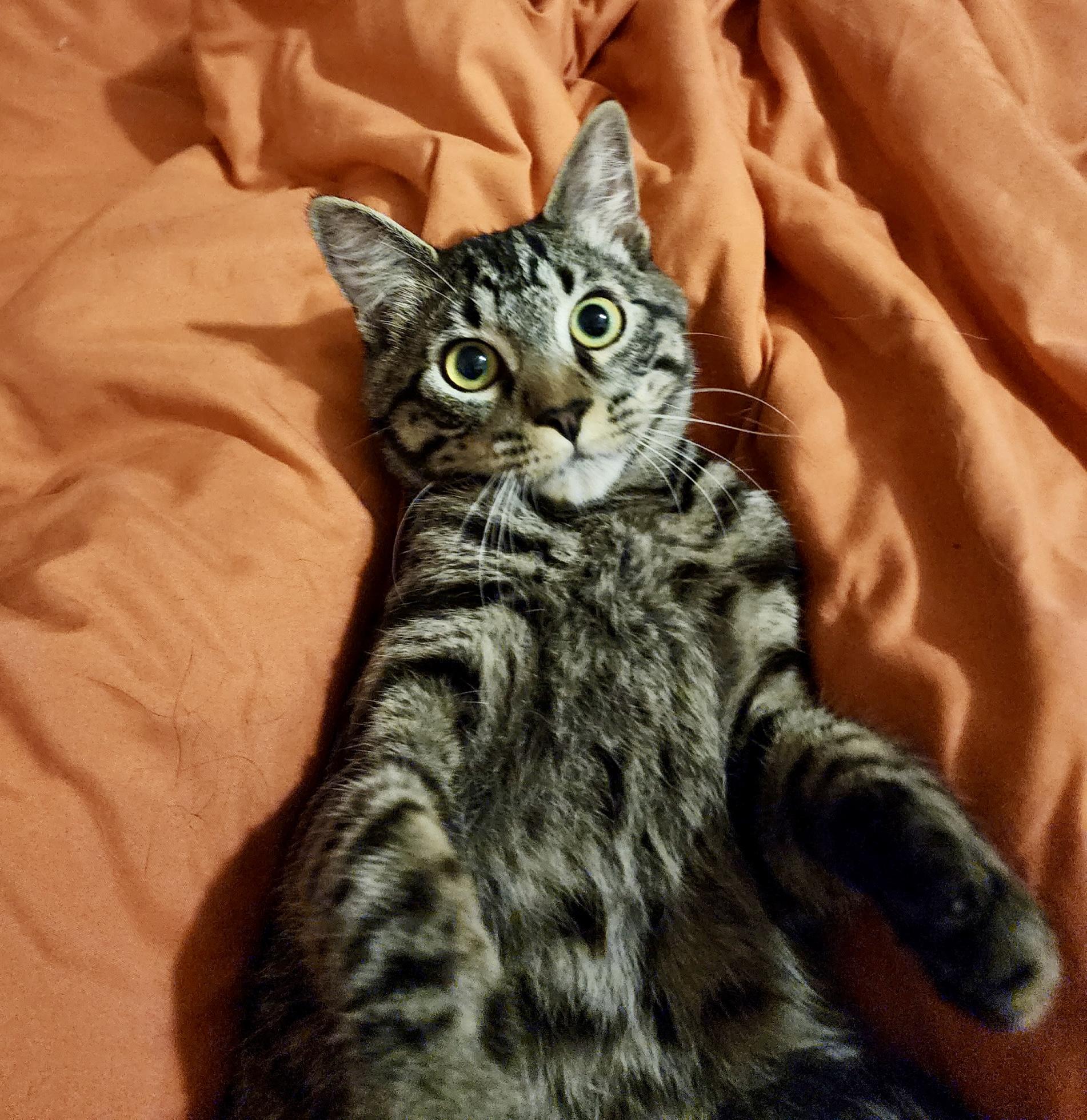 Enlarge Cosmo, a ADOPTABLE Tabby in Tallahassee, FL image 4/6