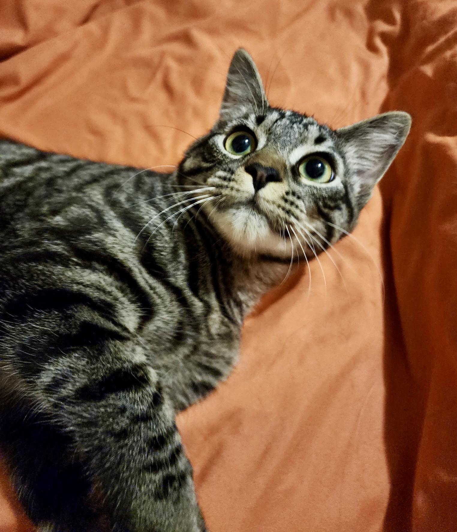 Enlarge Cosmo, a ADOPTABLE Tabby in Tallahassee, FL image 1/6