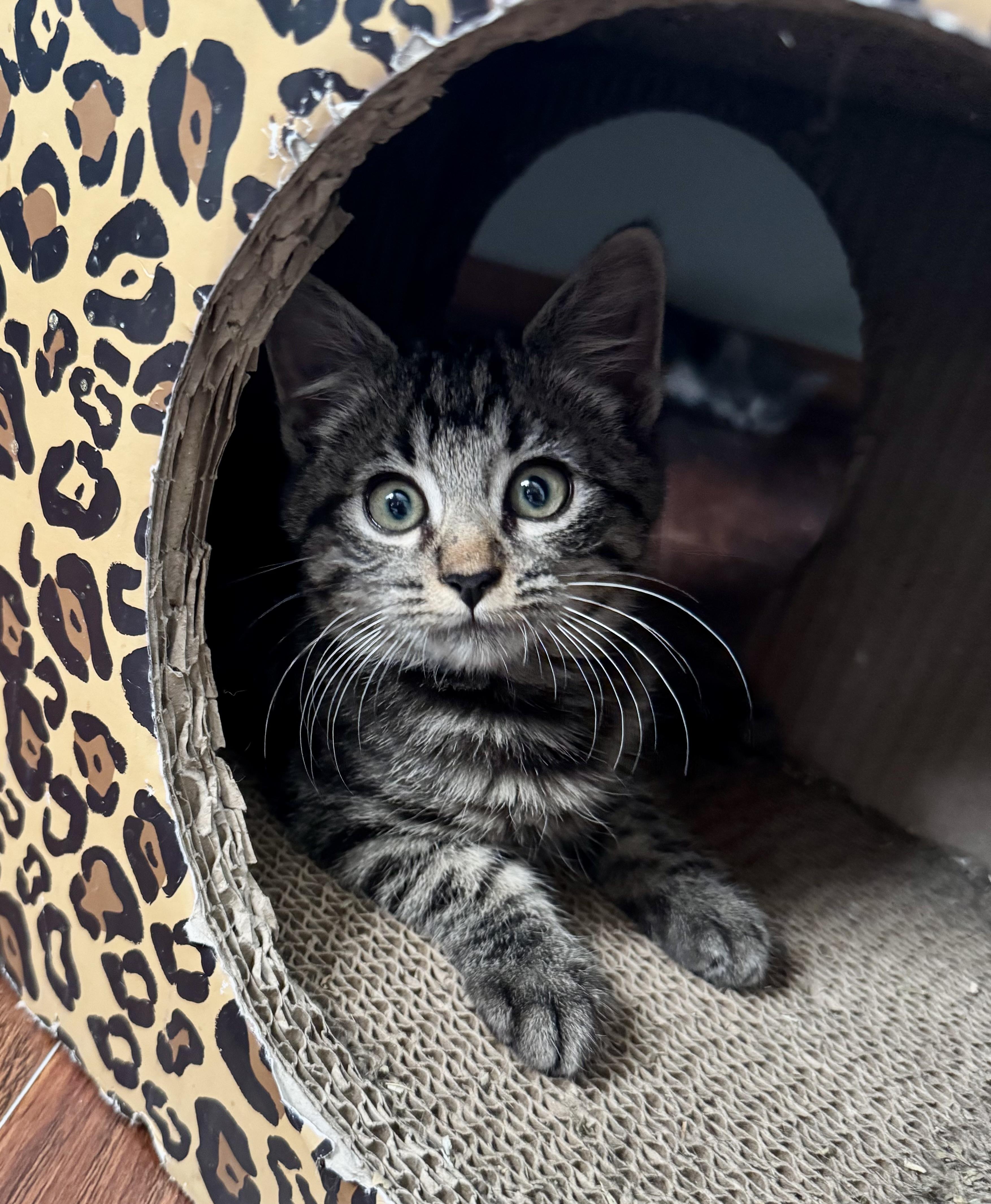 Cosmo, ADOPTABLE, Kitten Male Tabby.
