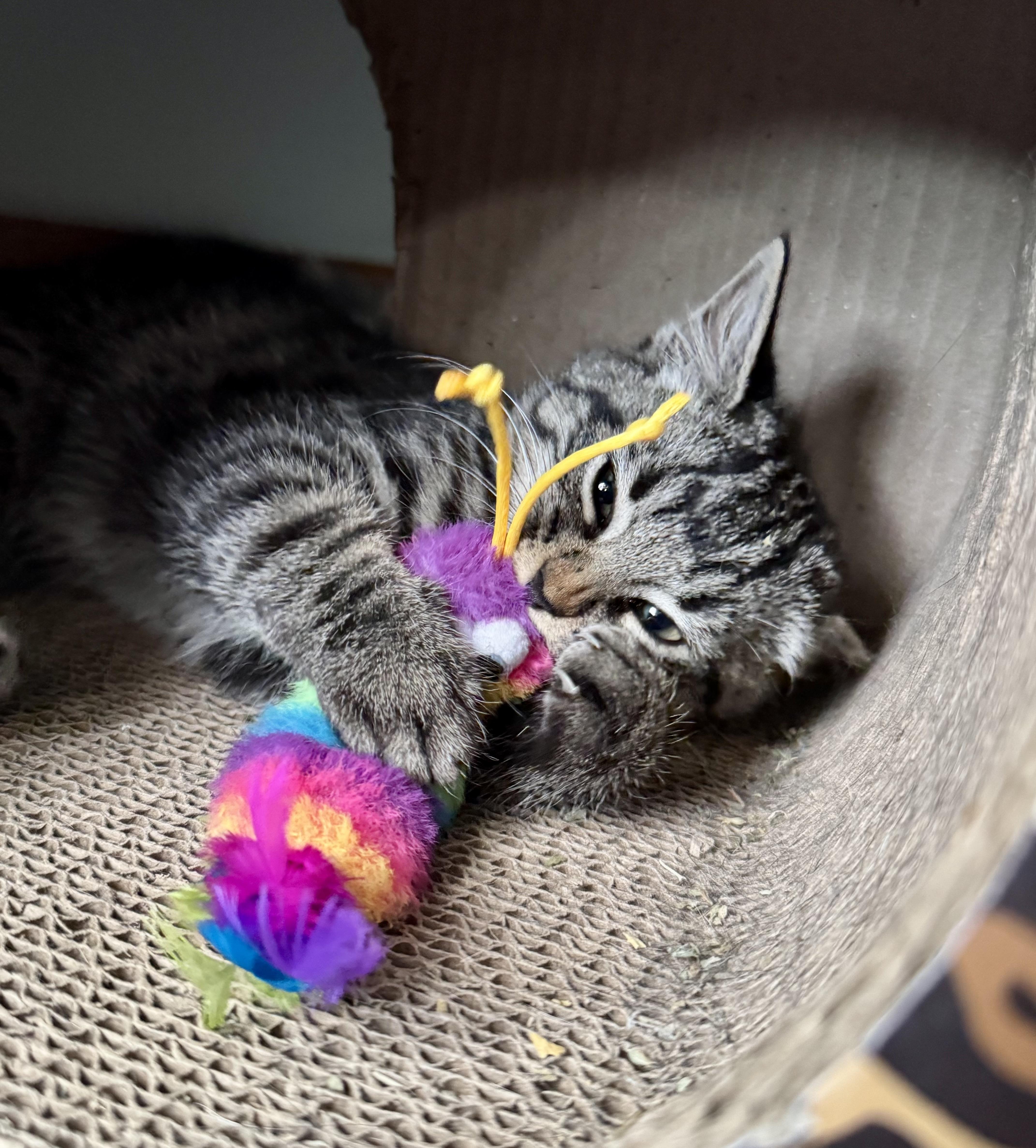 Enlarge Cosmo, a ADOPTABLE Tabby in Tallahassee, FL image 3/6