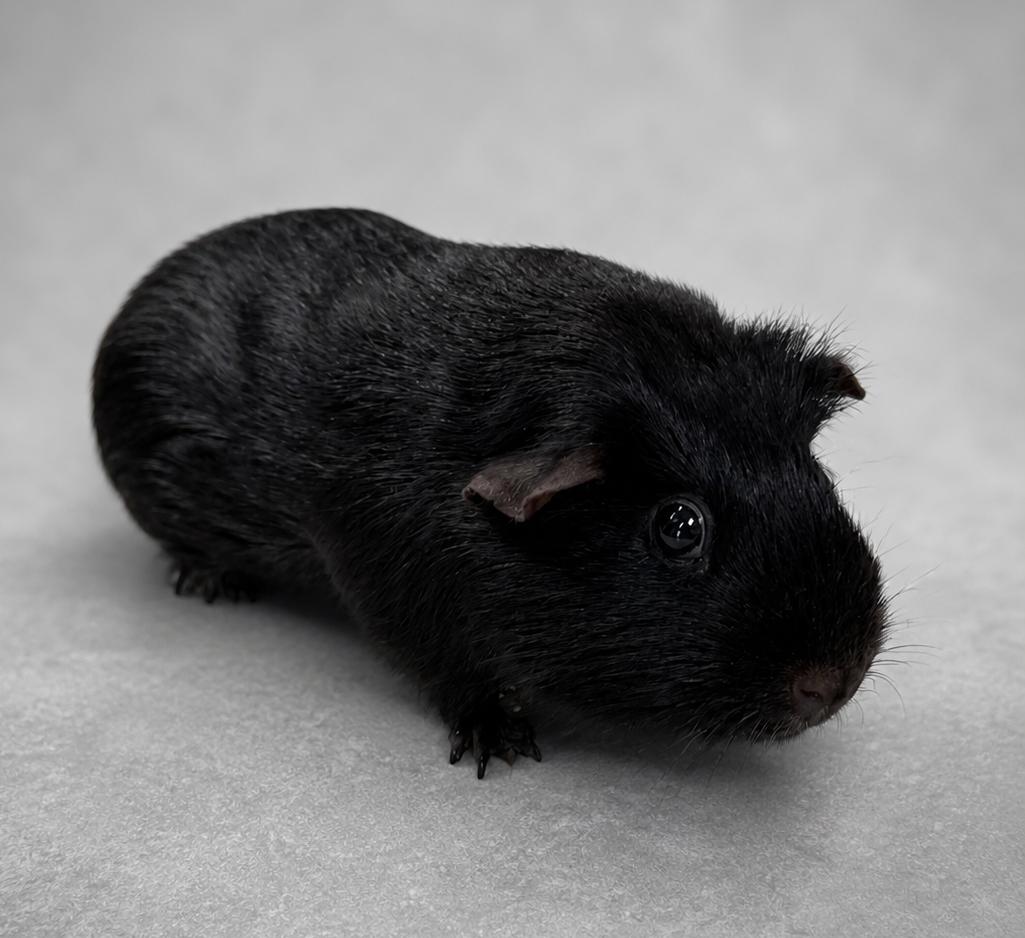 Shadow, adopted, Adult Male Guinea Pig.