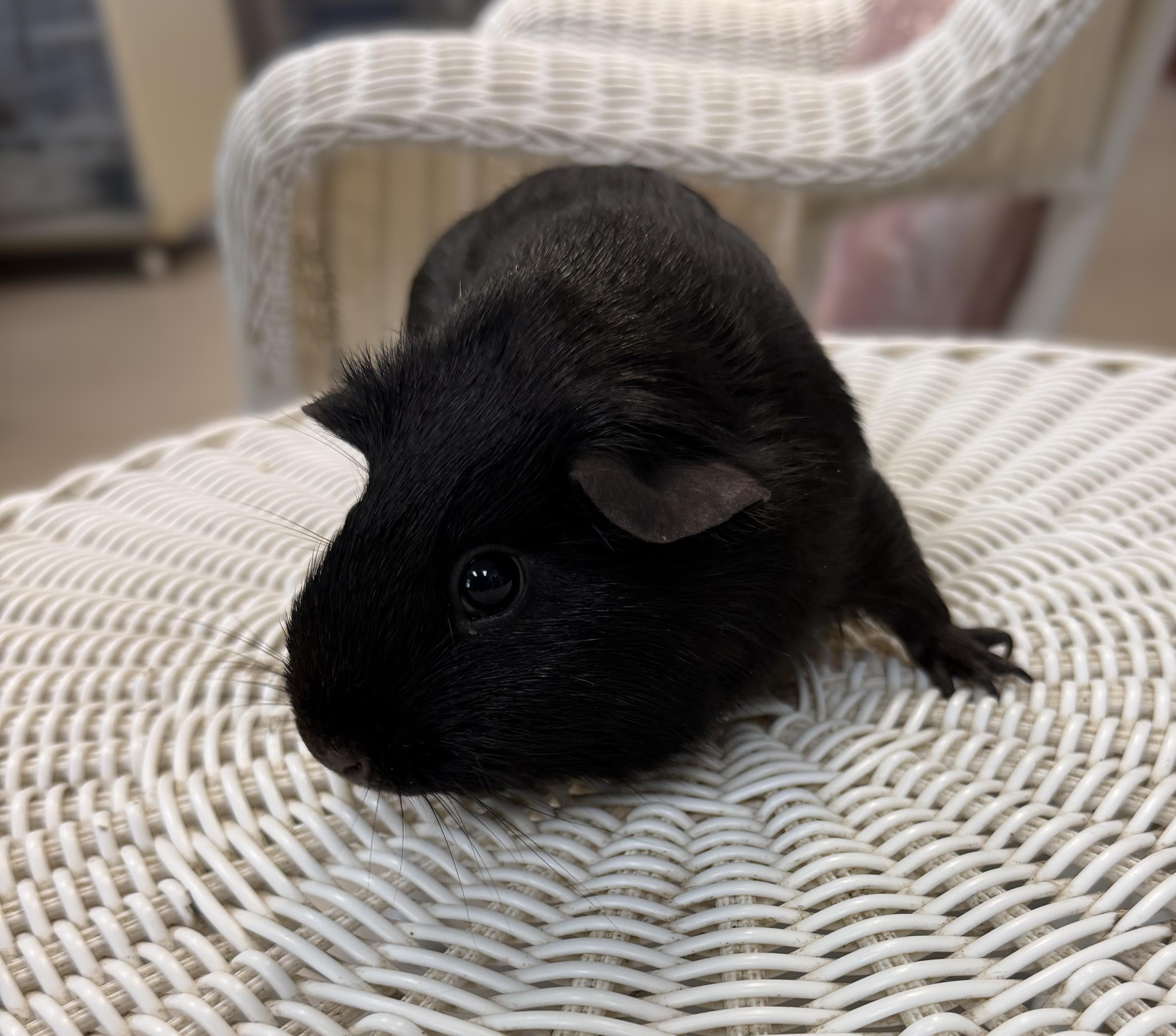 Shadow, an adopted Guinea Pig in Slidell, LA image 2/2