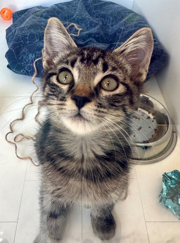 Paul Blart Mall Cat, Adoptable, Kitten Male Domestic Short Hair.