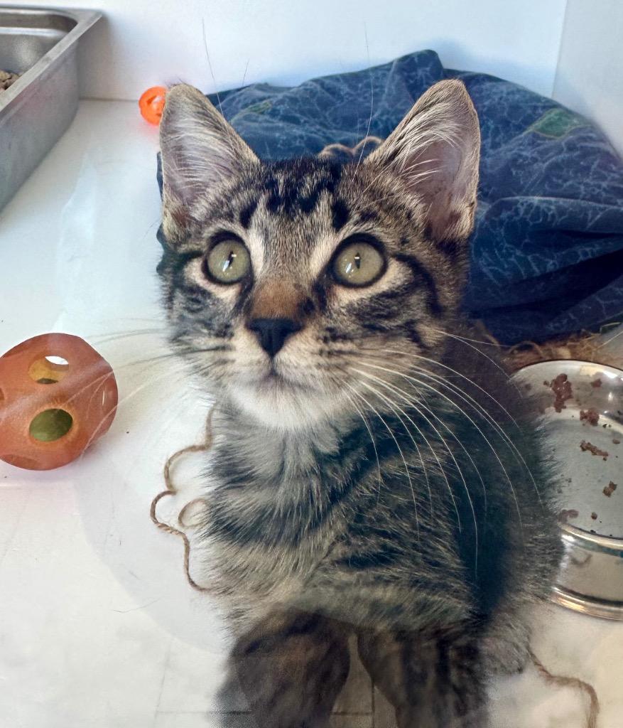 Enlarge Paul Blart Mall Cat, a Adoptable mixed breed in New Orleans, LA image 2/3