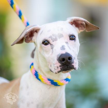 Enlarge Felix, a Adoptable mixed breed in Honolulu, HI image 1/3
