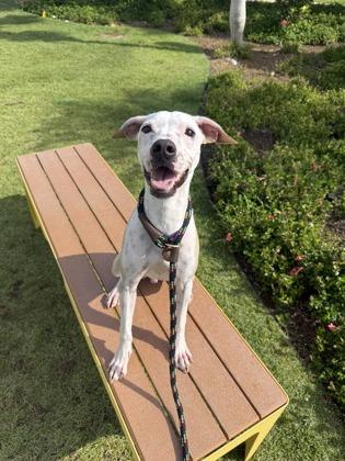 Enlarge Felix, a Adoptable mixed breed in Honolulu, HI image 2/3