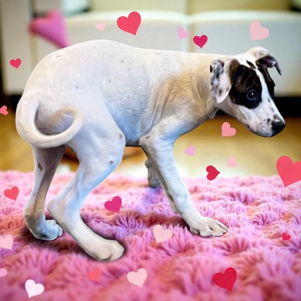 Baldo, a Adoptable mixed breed in Horn Lake, MS image 4/6