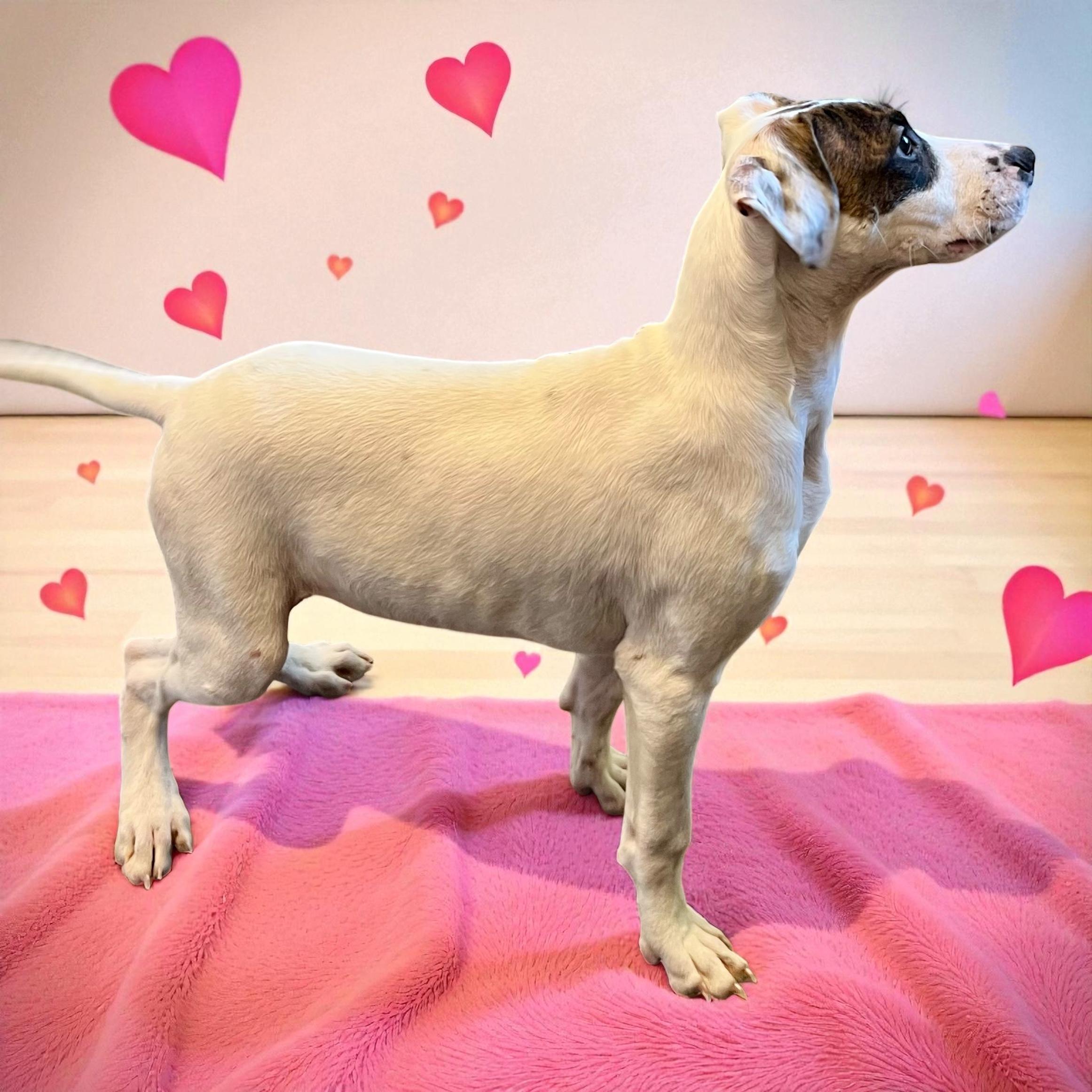 Baldo, a Adoptable mixed breed in Horn Lake, MS image 3/6