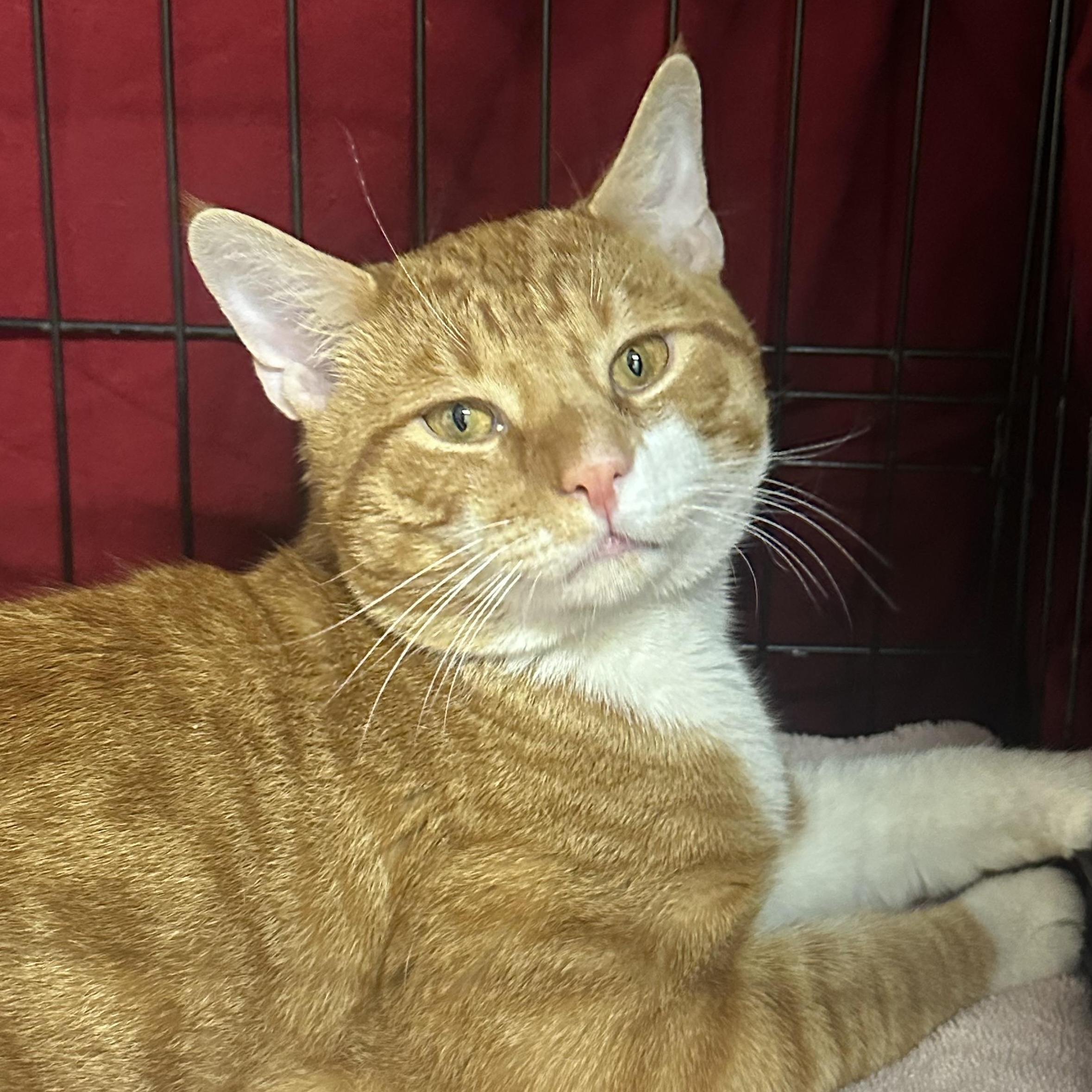 Enlarge Roland, a Adoptable Domestic Short Hair in Clifton, NJ image 2/5