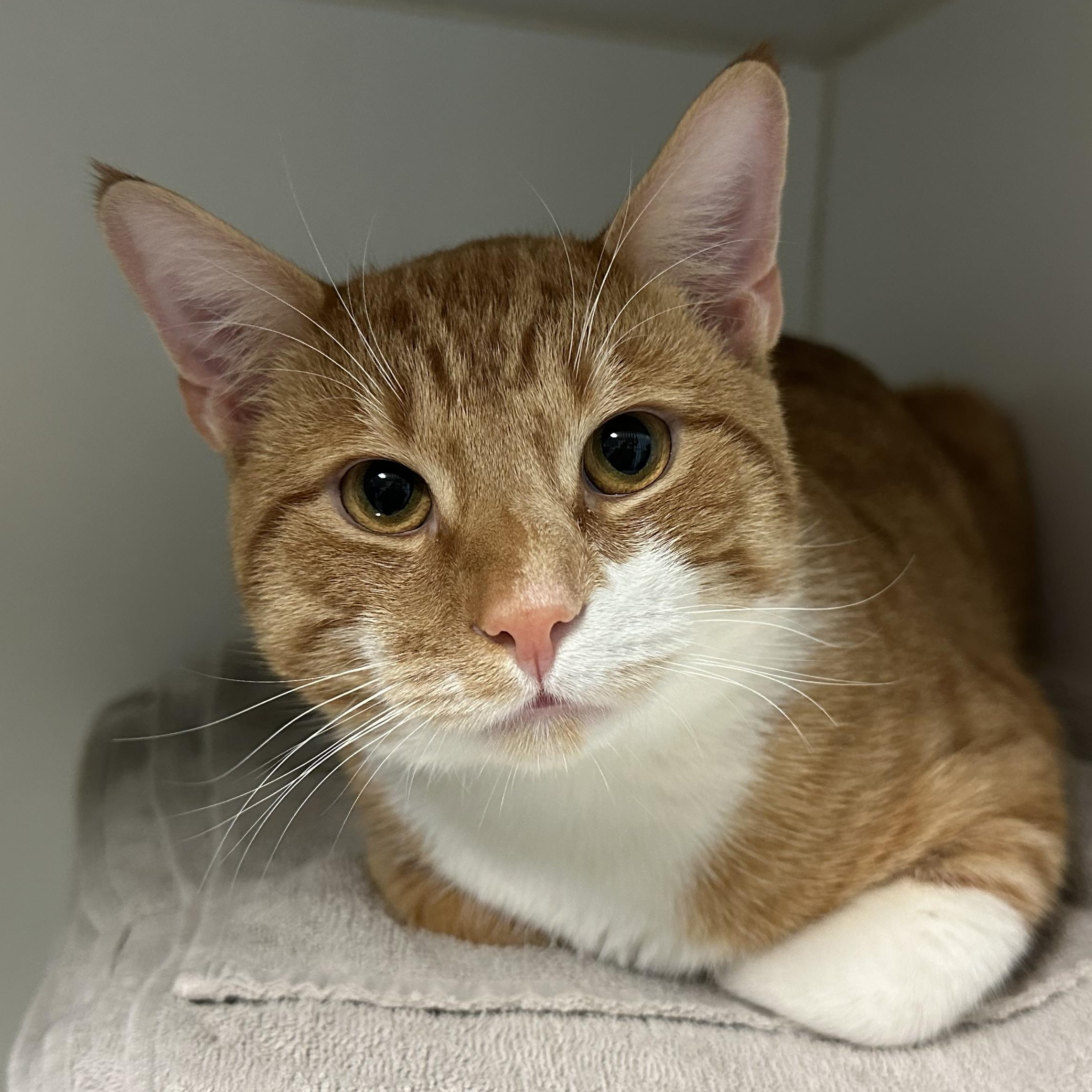 Roland, Adoptable, Adult Male Domestic Short Hair.