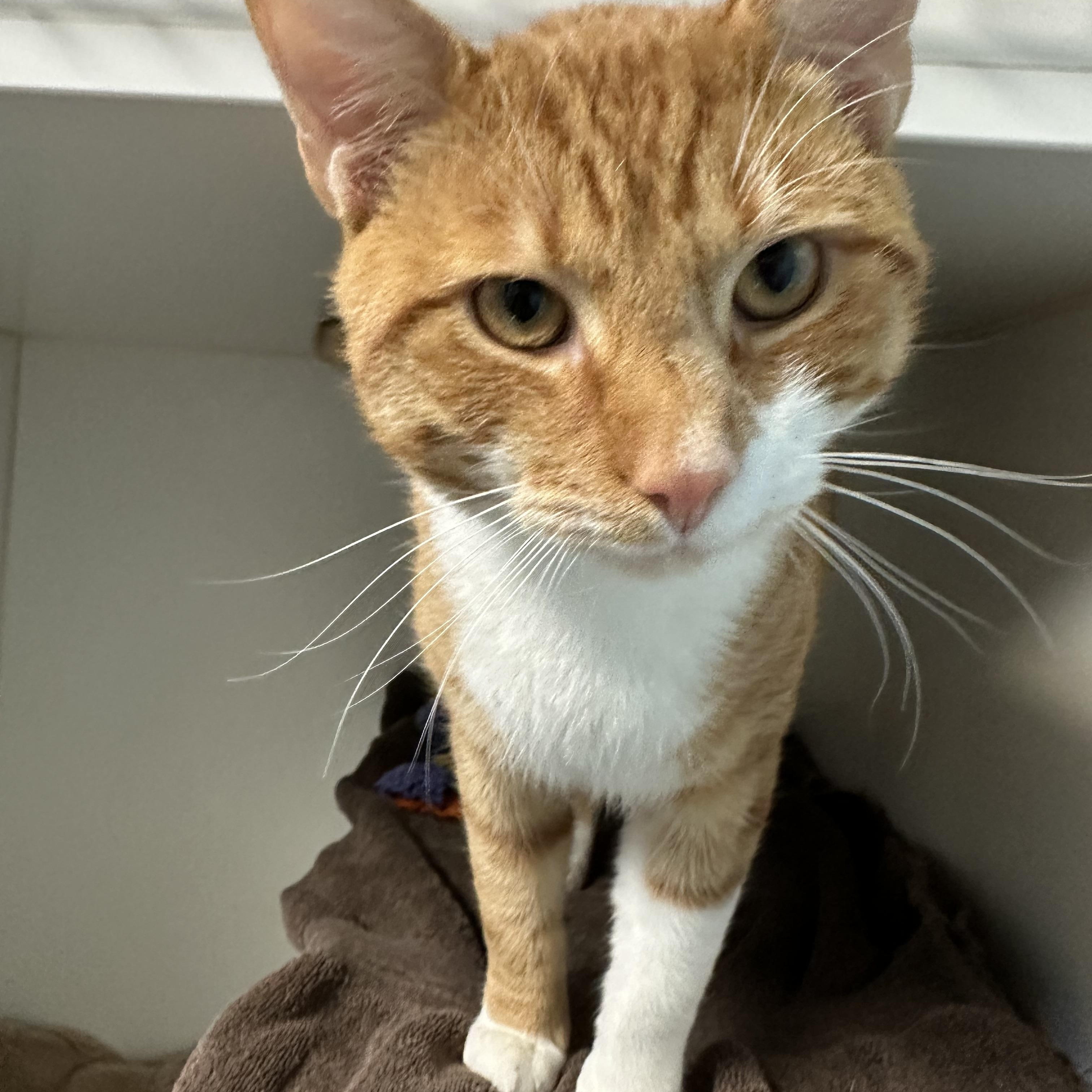 Enlarge Roland, a Adoptable Domestic Short Hair in Clifton, NJ image 3/5