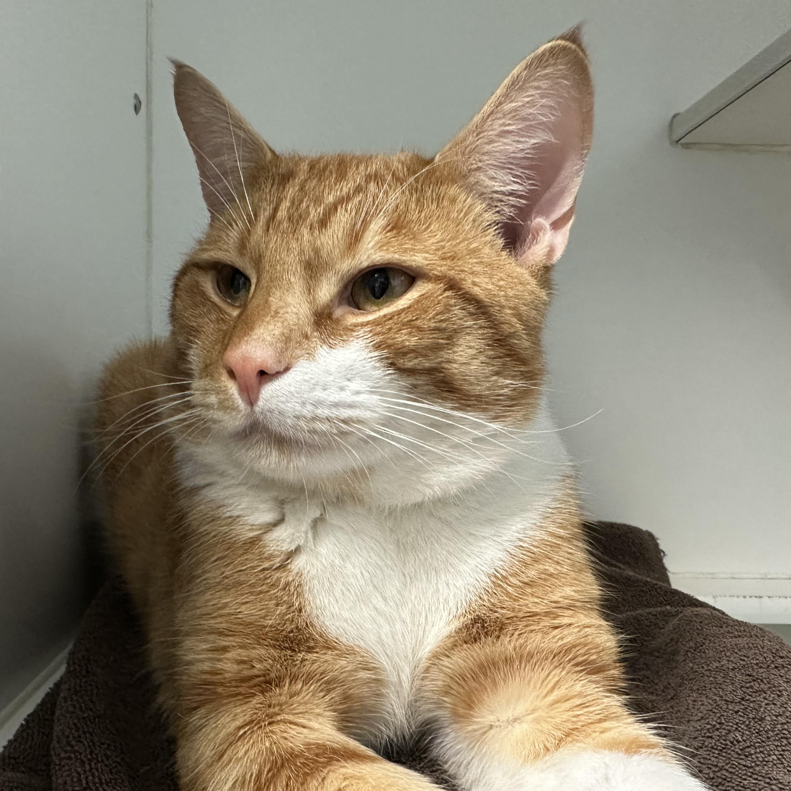 Enlarge Roland, a Adoptable Domestic Short Hair in Clifton, NJ image 4/5