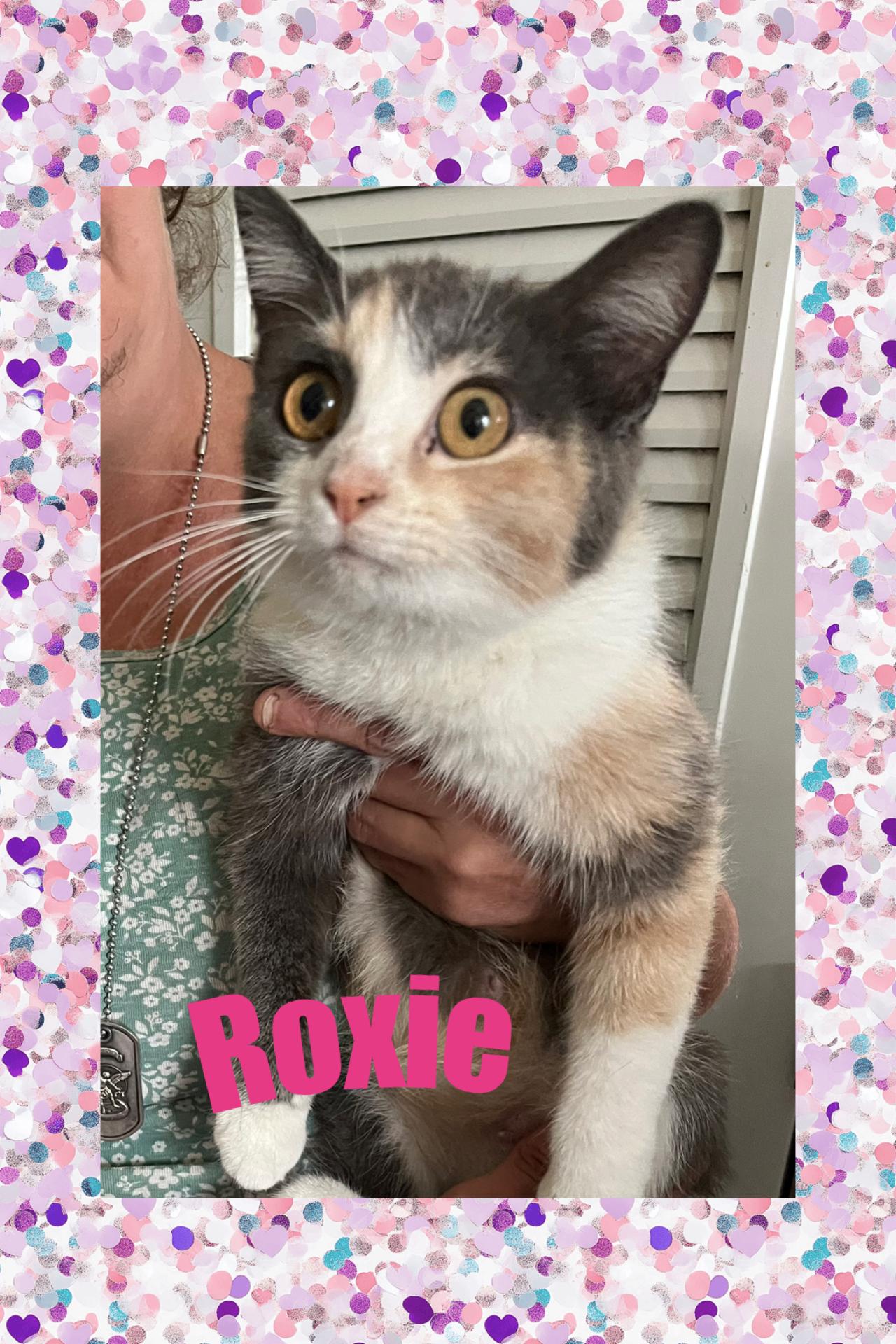 Enlarge Roxie, a Adoptable Calico in Lebanon, MO image 1/1
