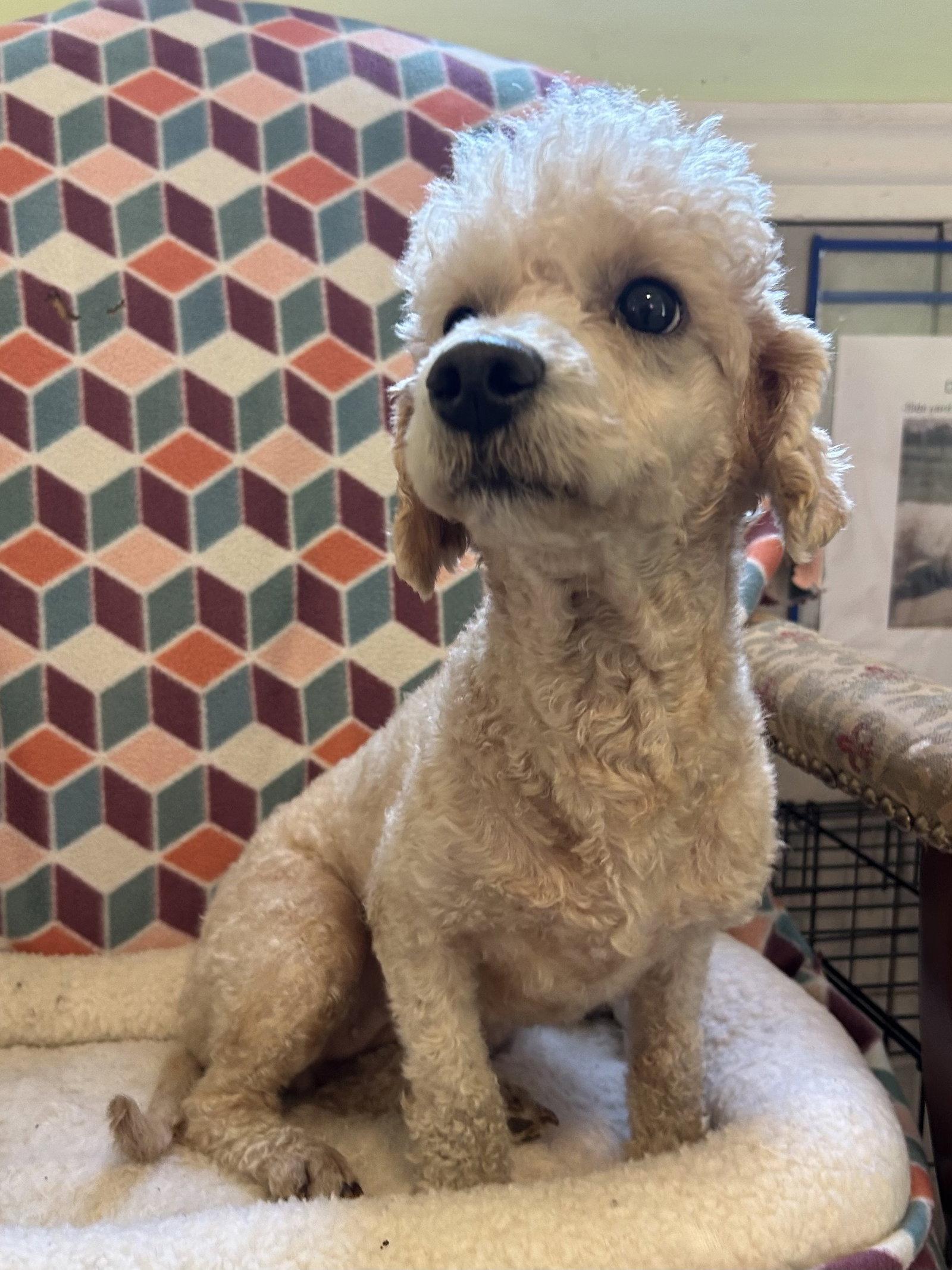 Ava Aug 26, Adoptable, Adult Female Poodle.