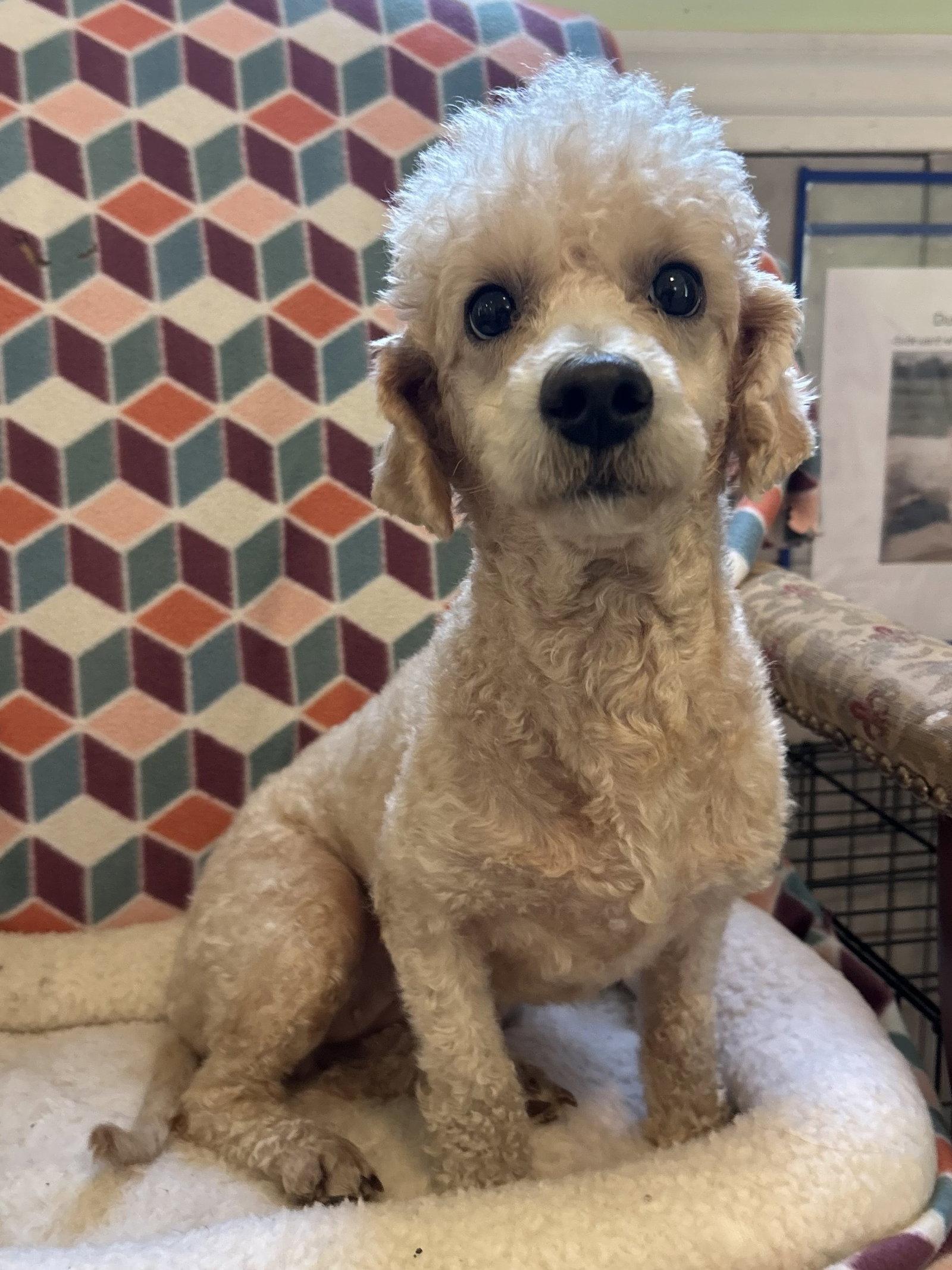 Enlarge Ava Aug 26, a Adoptable Poodle in Pacolet, SC image 2/3