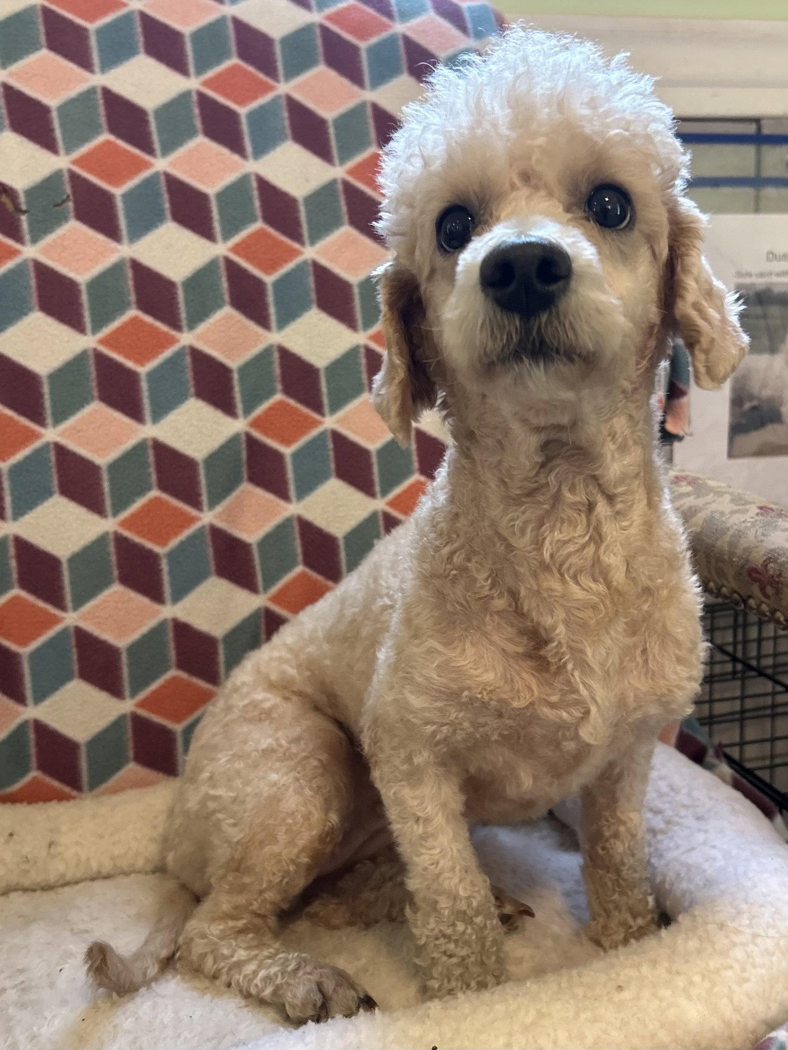 Enlarge Ava Aug 26, a Adoptable Poodle in Pacolet, SC image 3/3