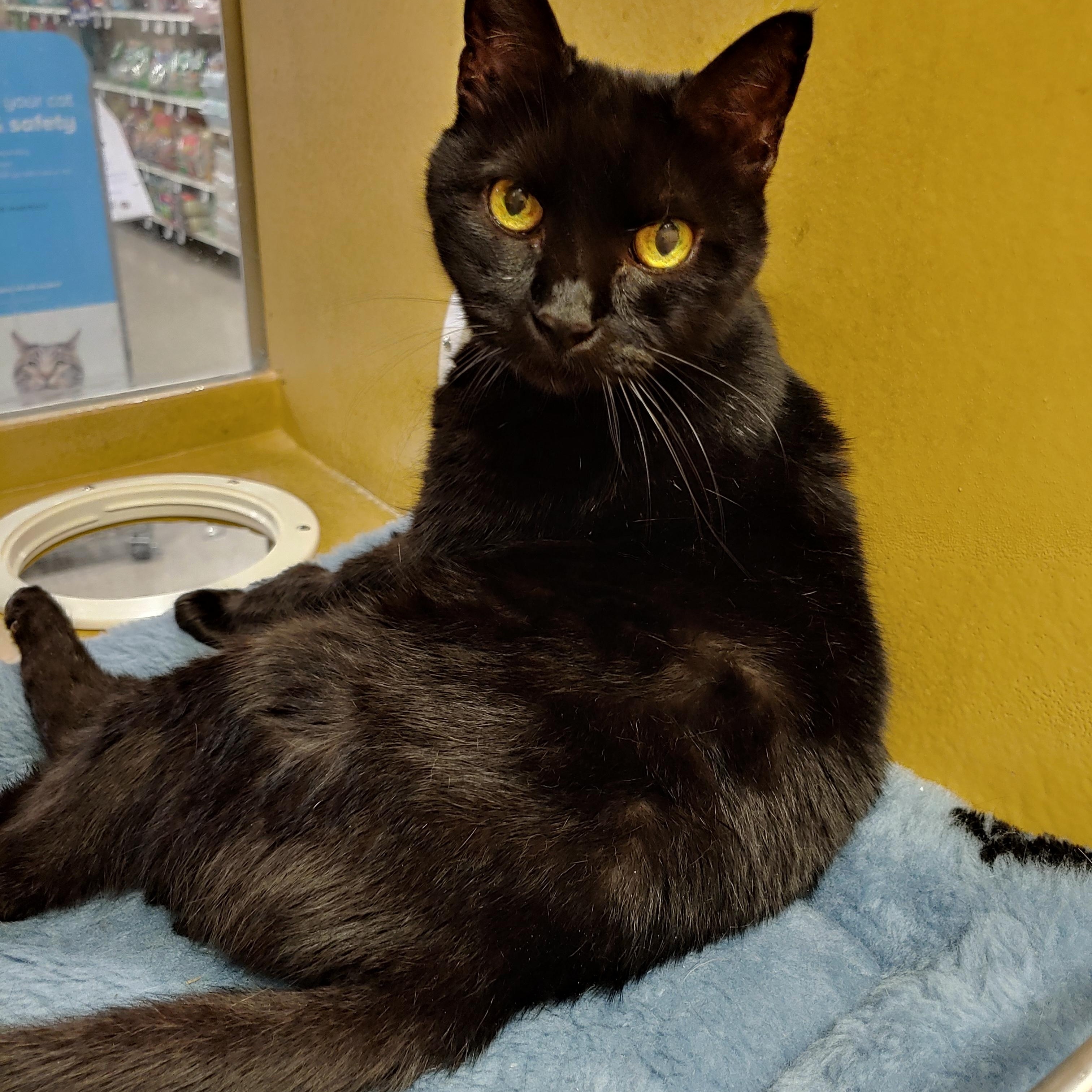 Quinn, Senior Female Domestic Short Hair