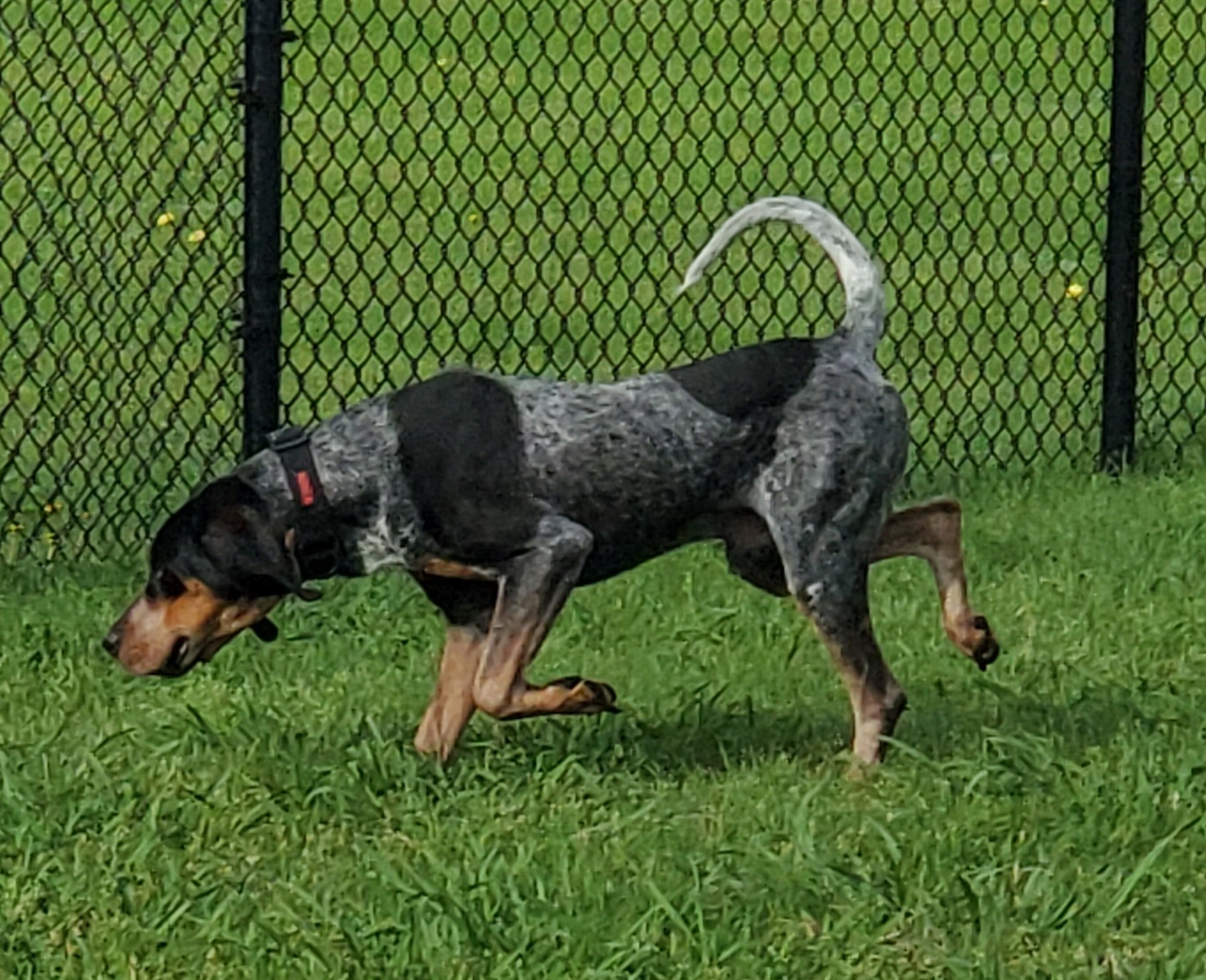 Dog for adoption Blue, a Bluetick Coonhound in Murphy, TX Petfinder